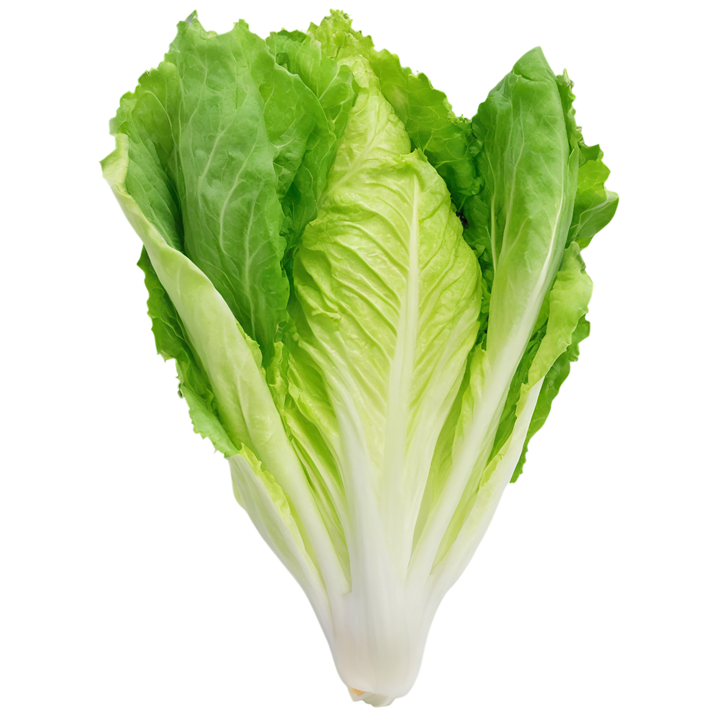 Lettuce vegetables isolated on transparent background #11647