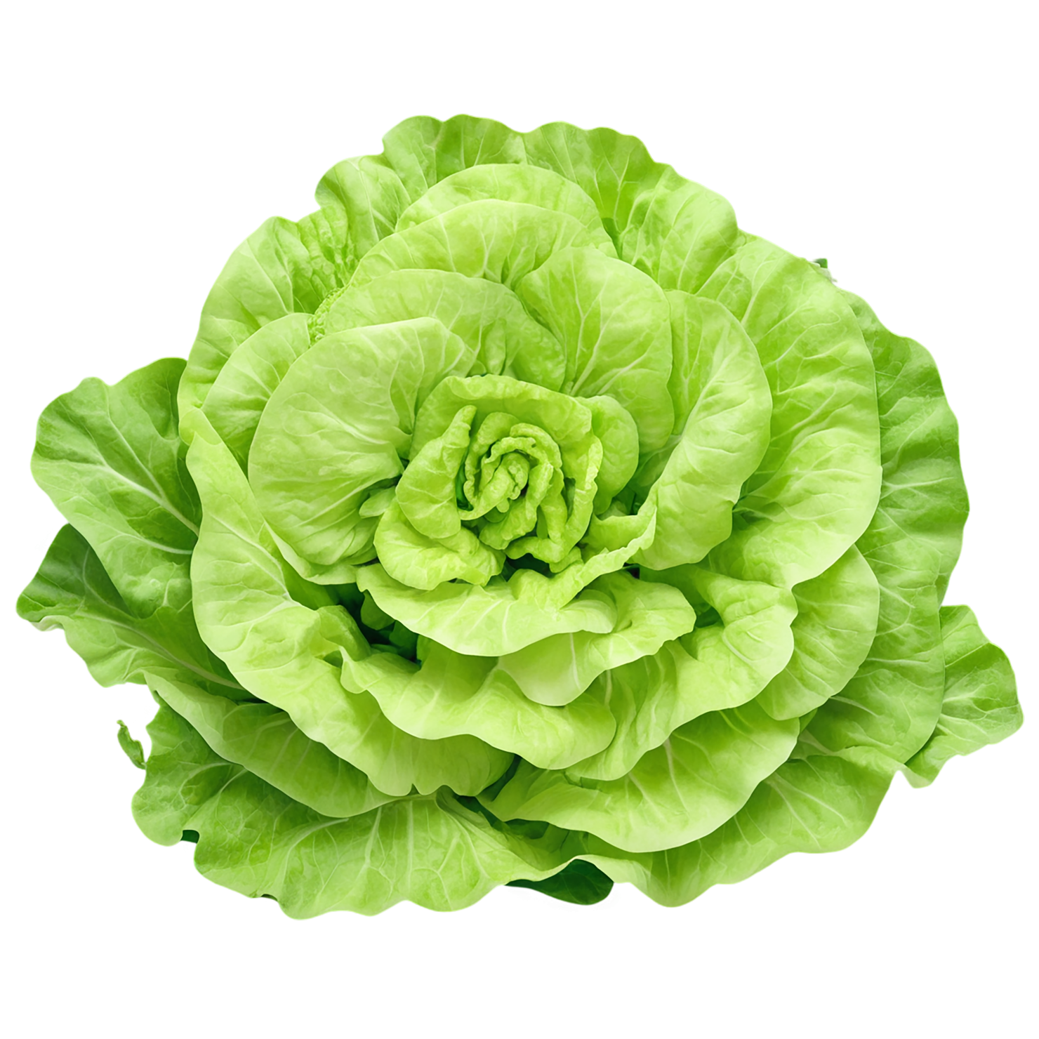 Lettuce vegetables isolated on transparent background #11648