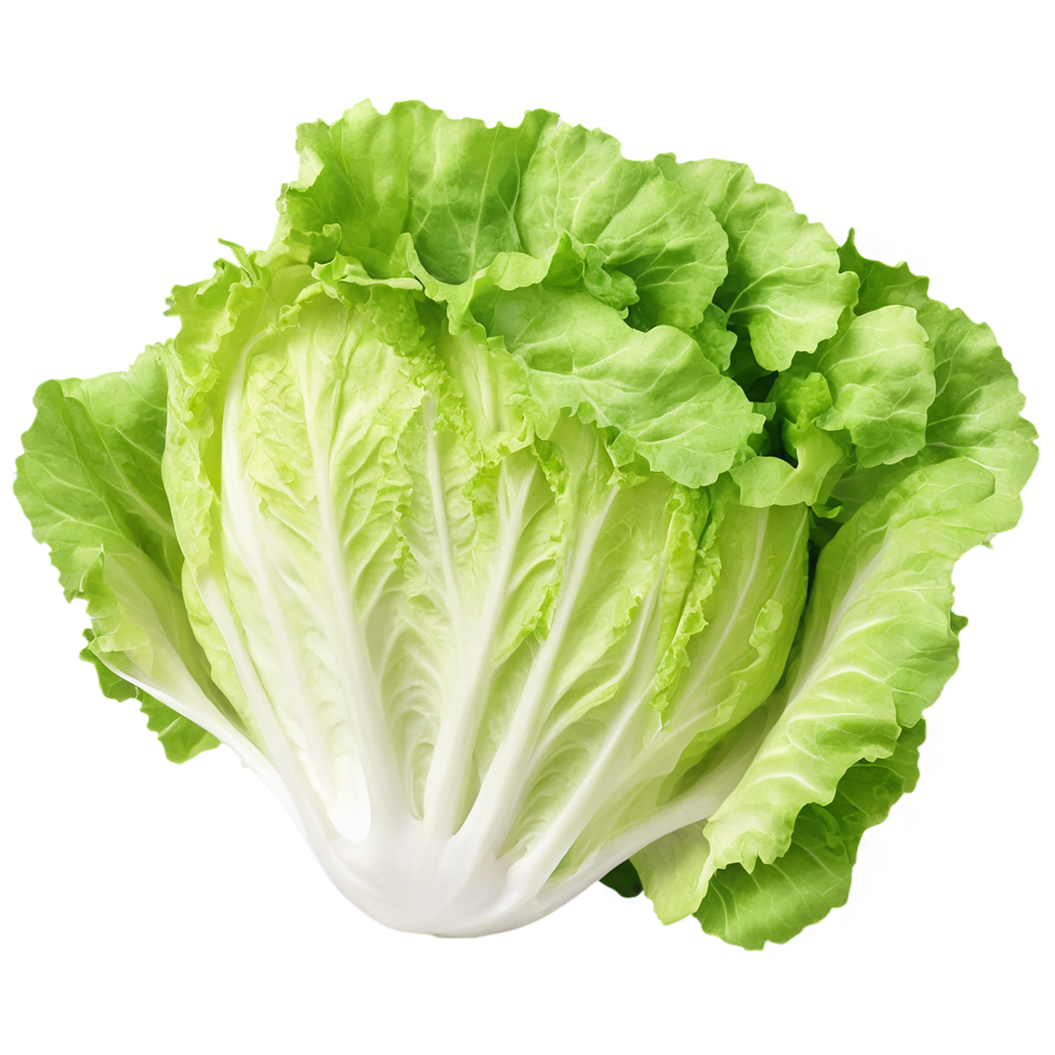 Lettuce vegetables isolated on transparent background #11649
