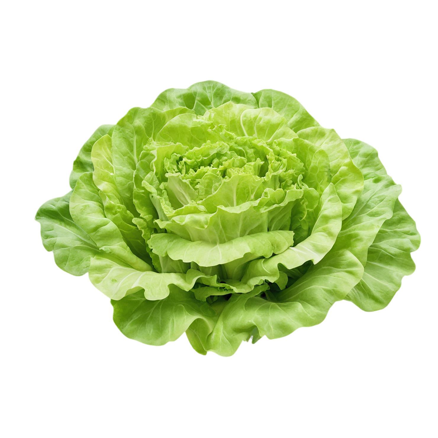 Lettuce vegetables isolated on transparent background #11650