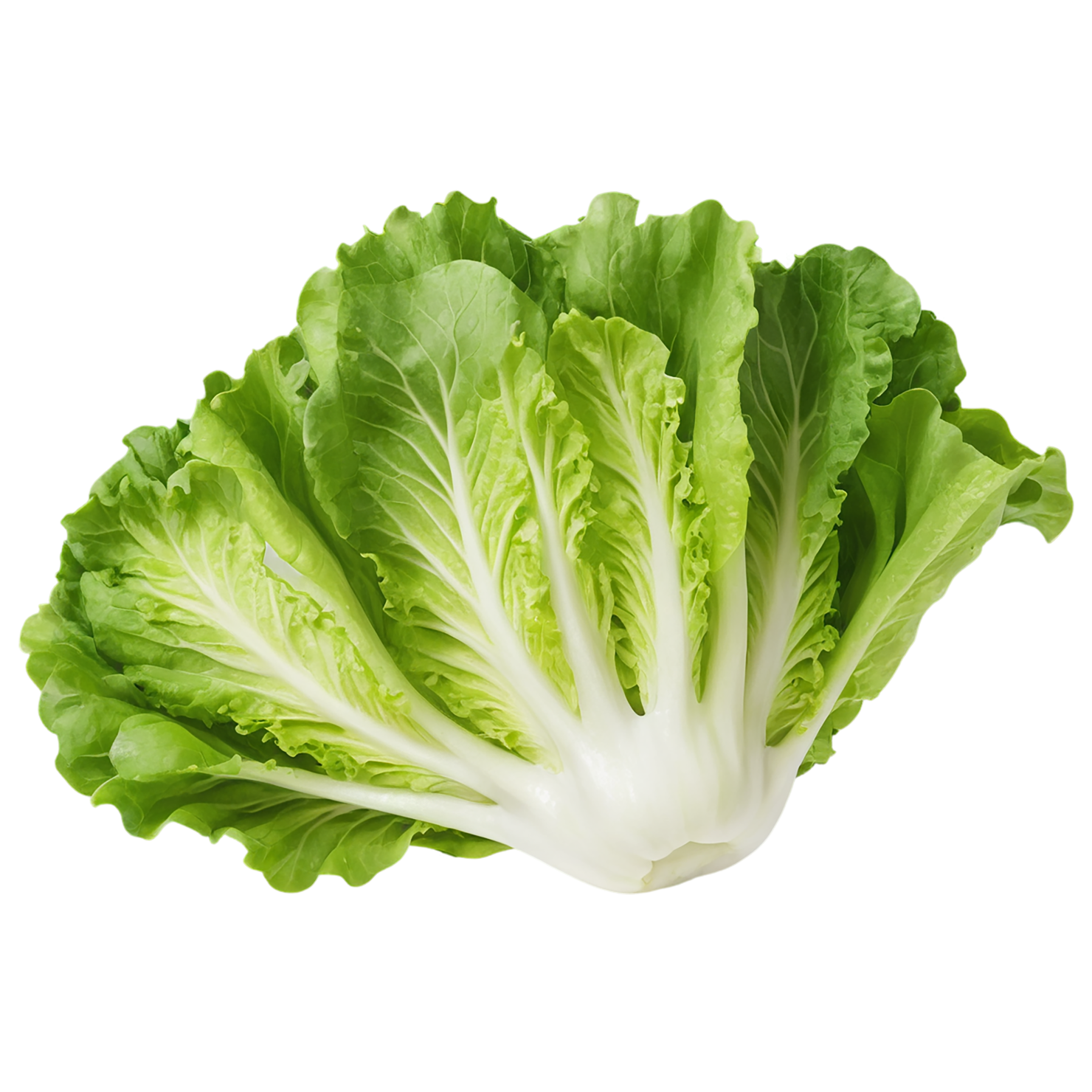 Lettuce vegetables isolated on transparent background #11652