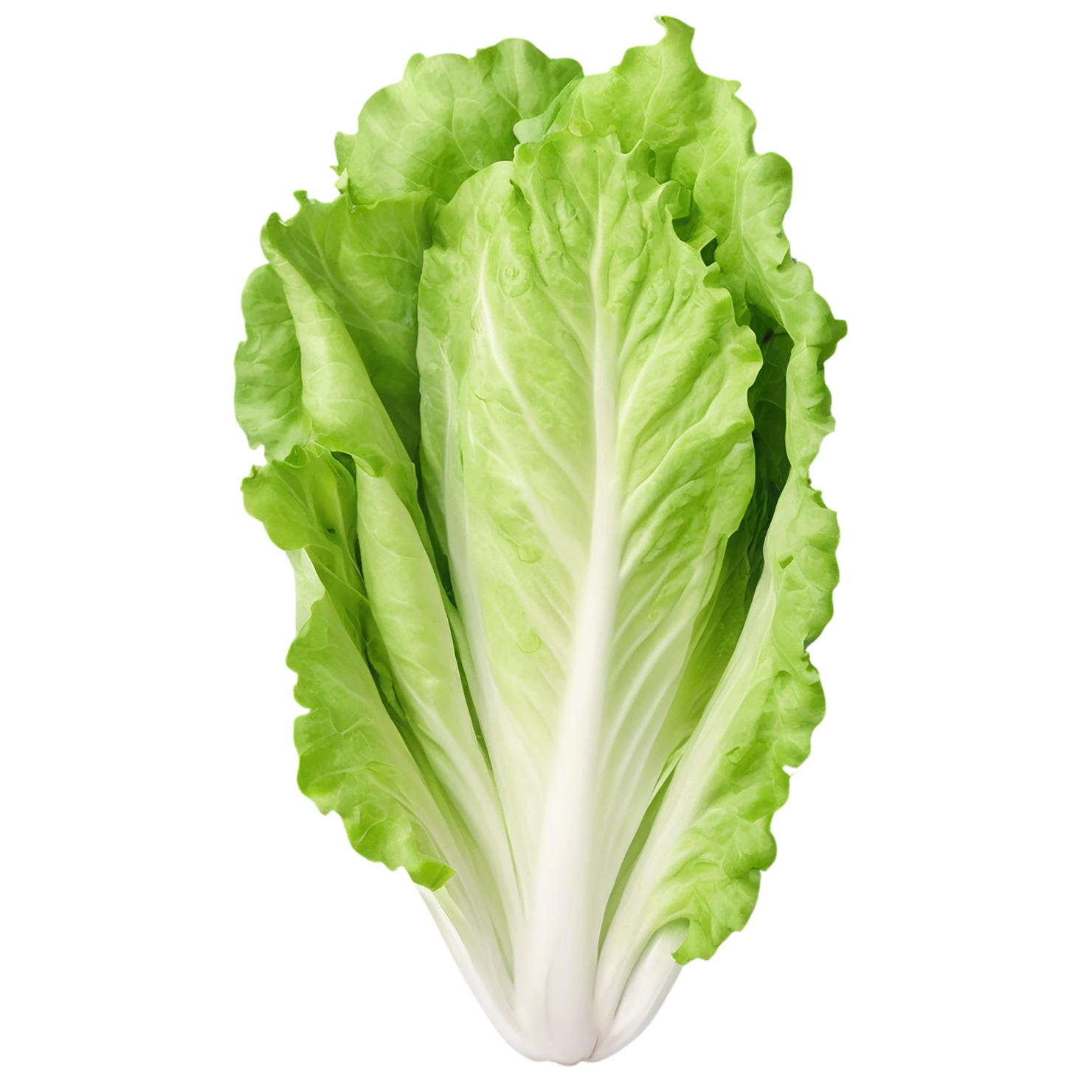Lettuce vegetables isolated on transparent background #11654