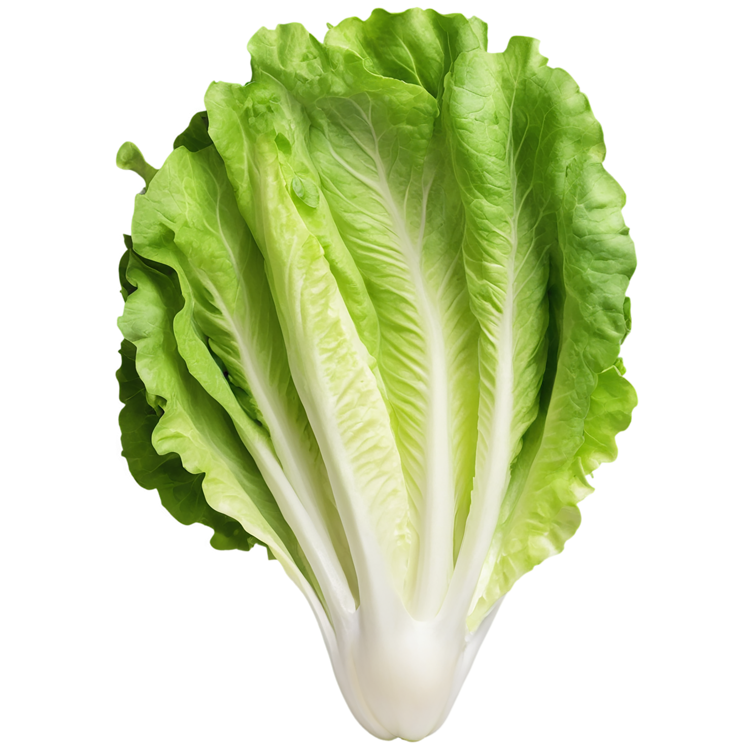 Lettuce vegetables isolated on transparent background #11658