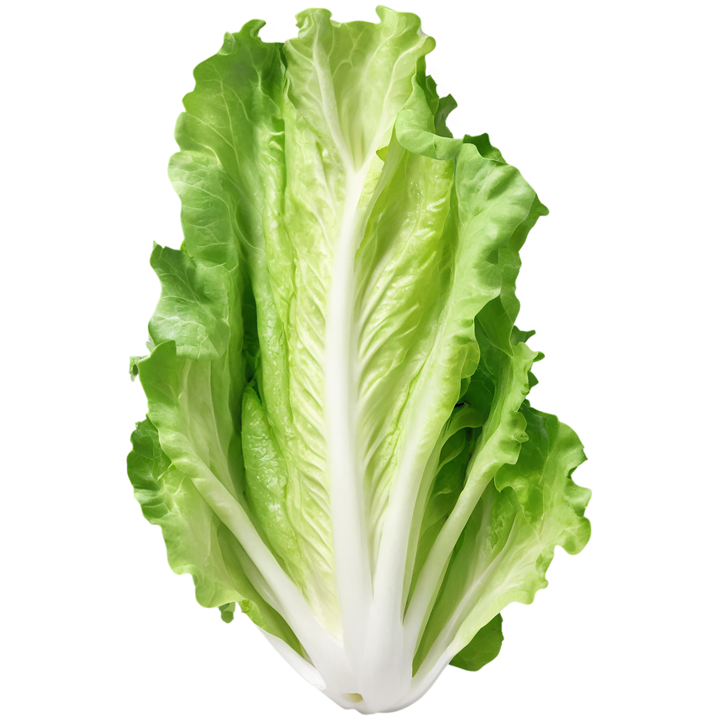 Lettuce vegetables isolated on transparent background #11661