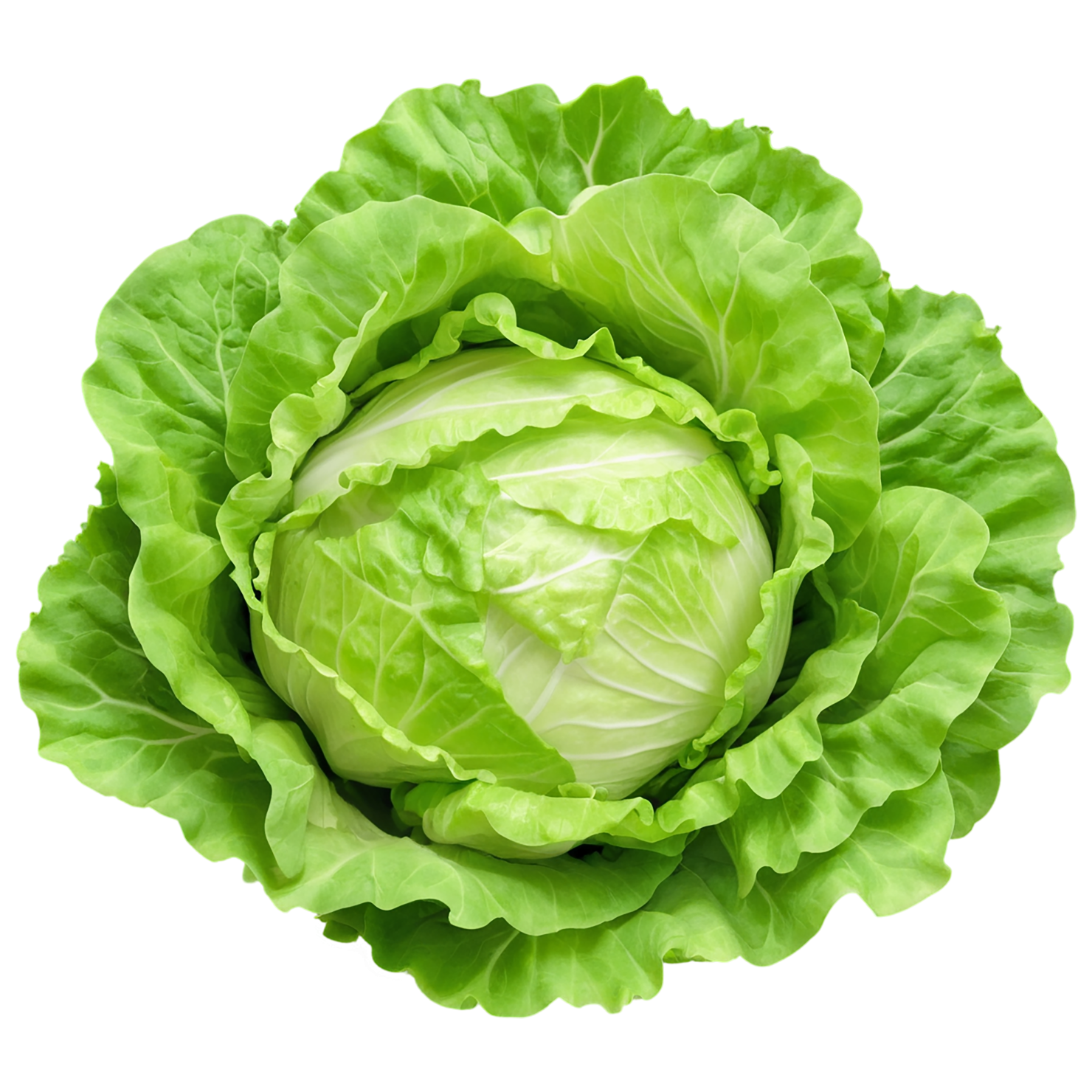 Lettuce vegetables isolated on transparent background #11662