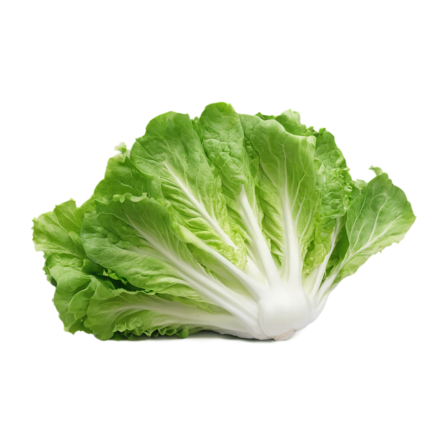 Lettuce vegetables isolated on transparent background #11663
