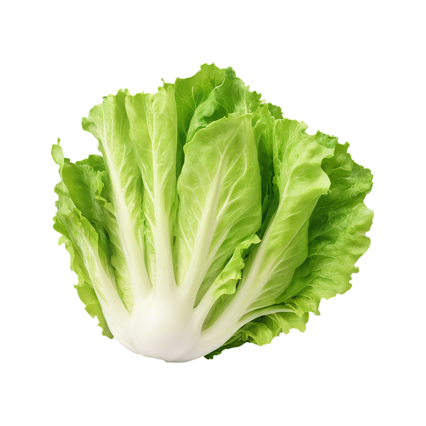 Lettuce vegetables isolated on transparent background #11667