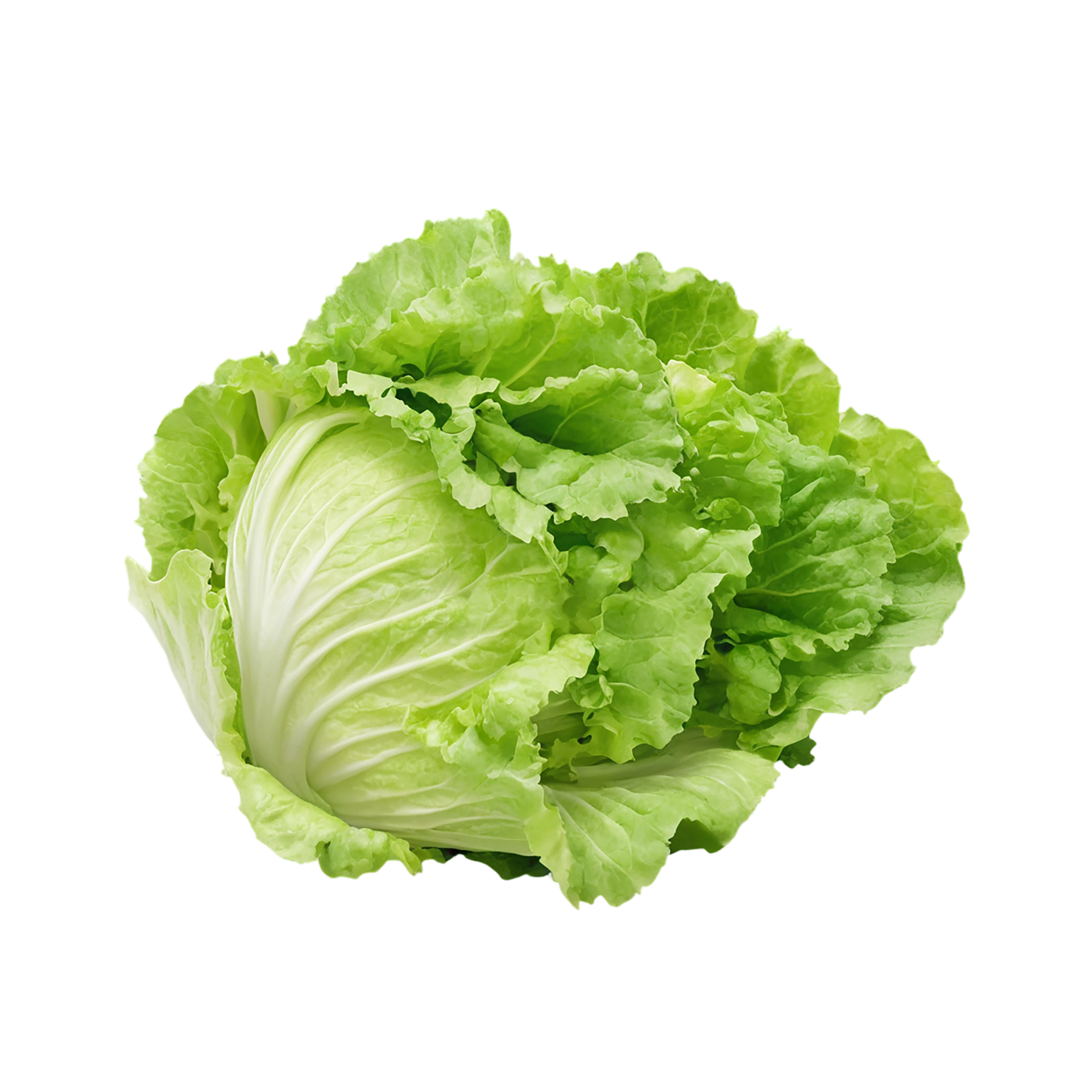 Lettuce vegetables isolated on transparent background #11672