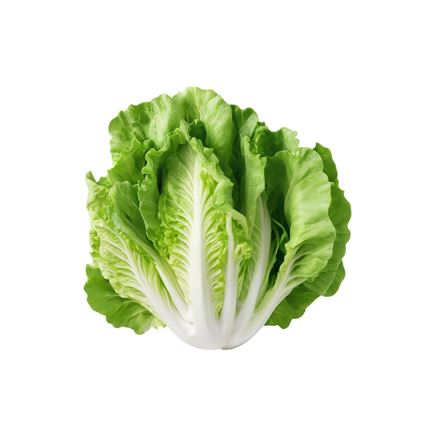 Lettuce vegetables isolated on transparent background #11673