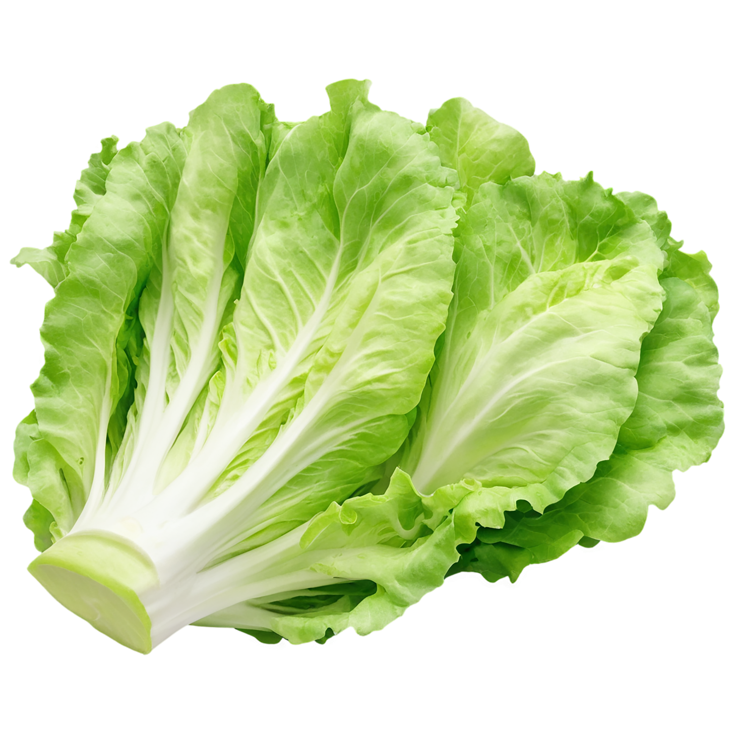 Lettuce vegetables isolated on transparent background #11674