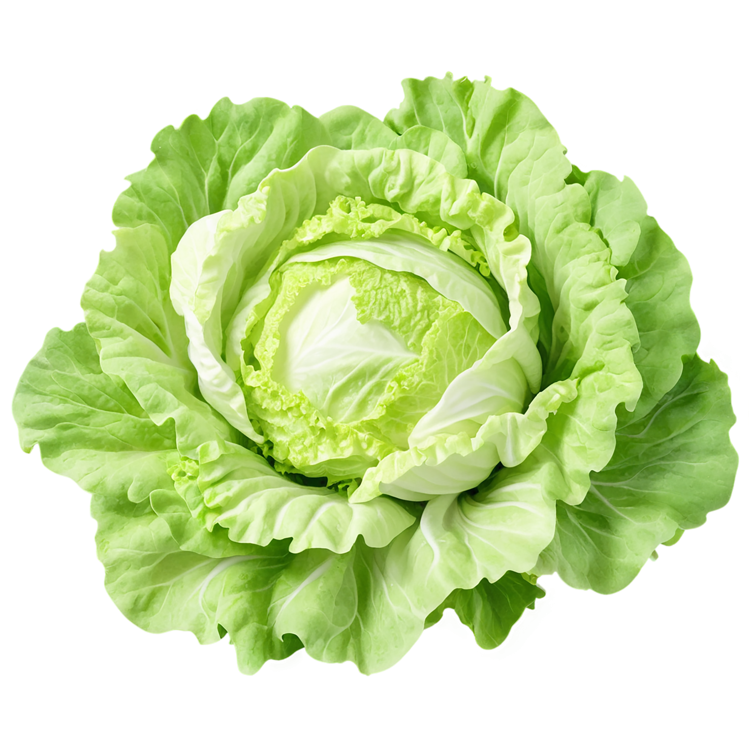 Lettuce vegetables isolated on transparent background #11676