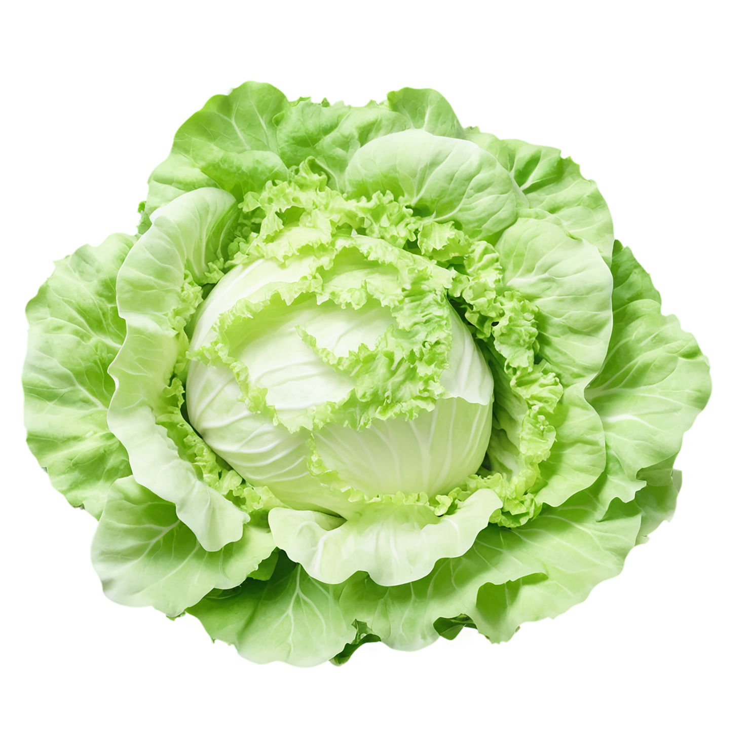 Lettuce vegetables isolated on transparent background #11679