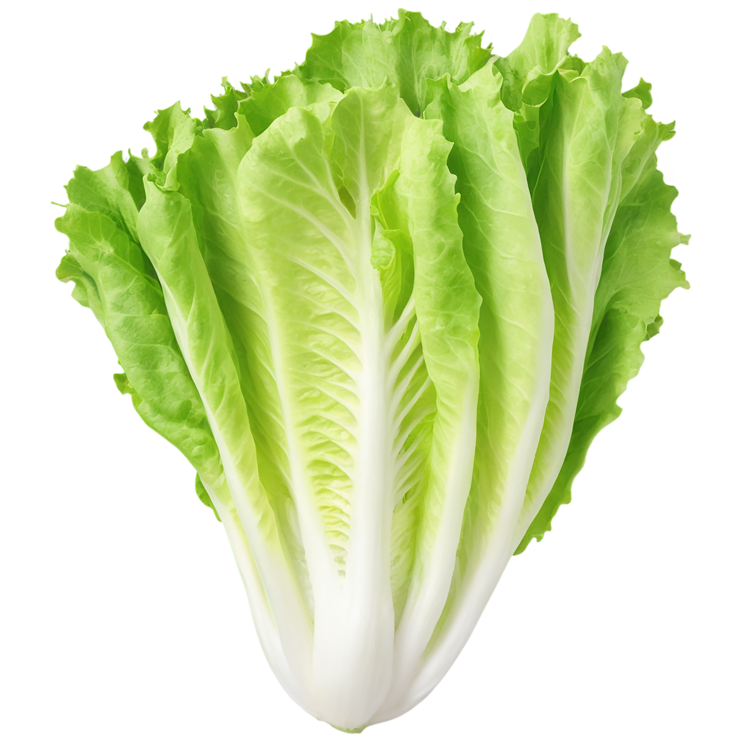 Lettuce vegetables isolated on transparent background #11680