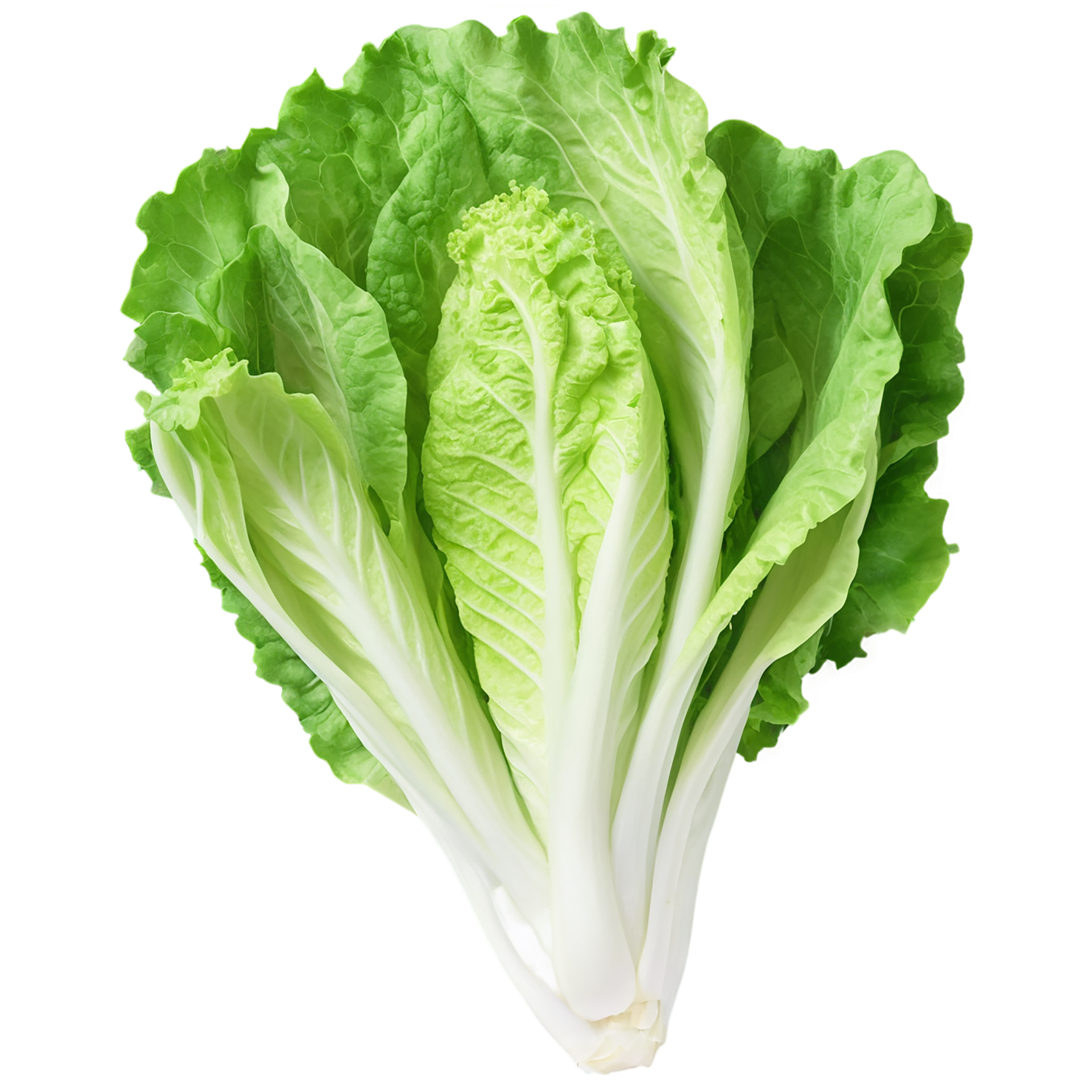 Lettuce vegetables isolated on transparent background #11681