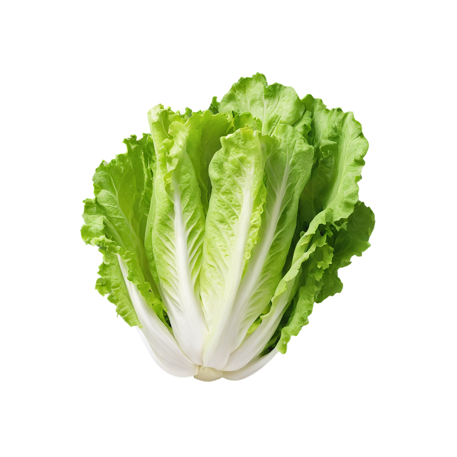 Lettuce vegetables isolated on transparent background #11682
