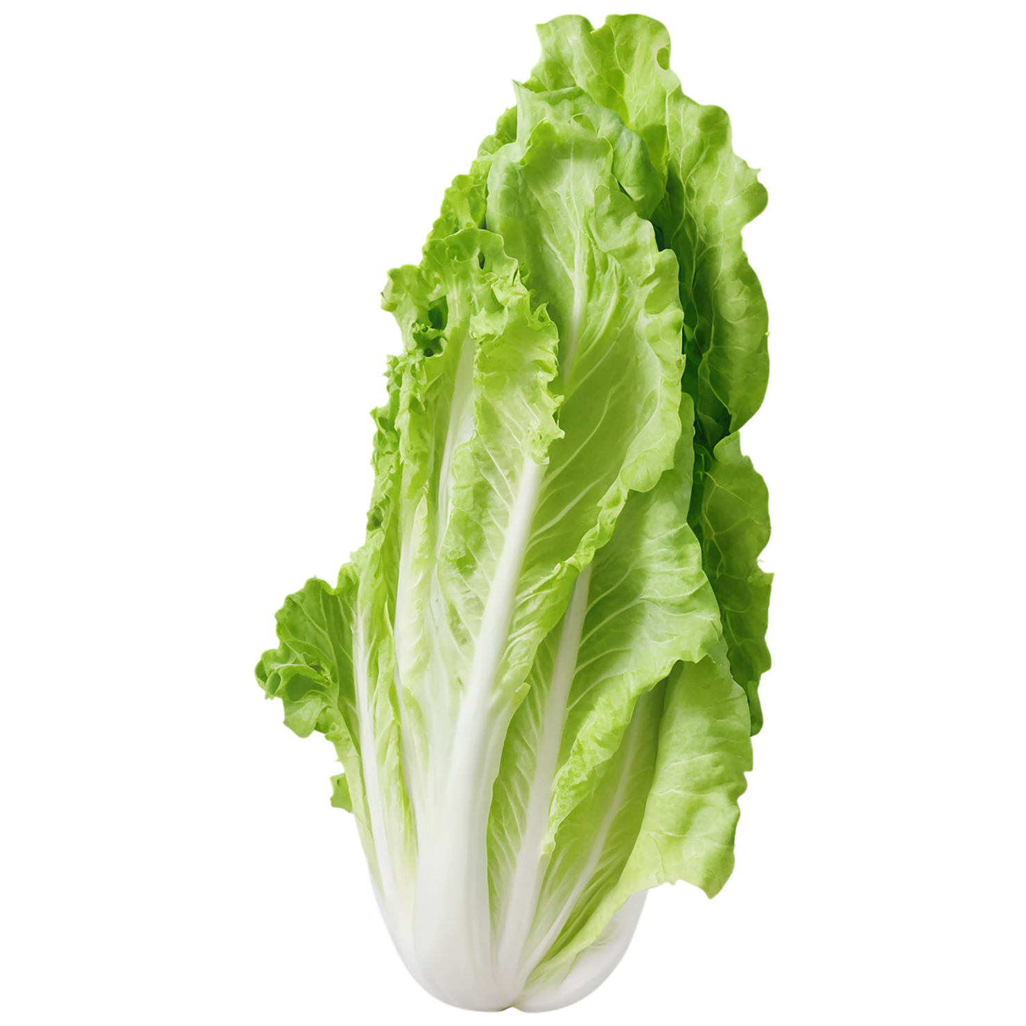 Lettuce vegetables isolated on transparent background #11685