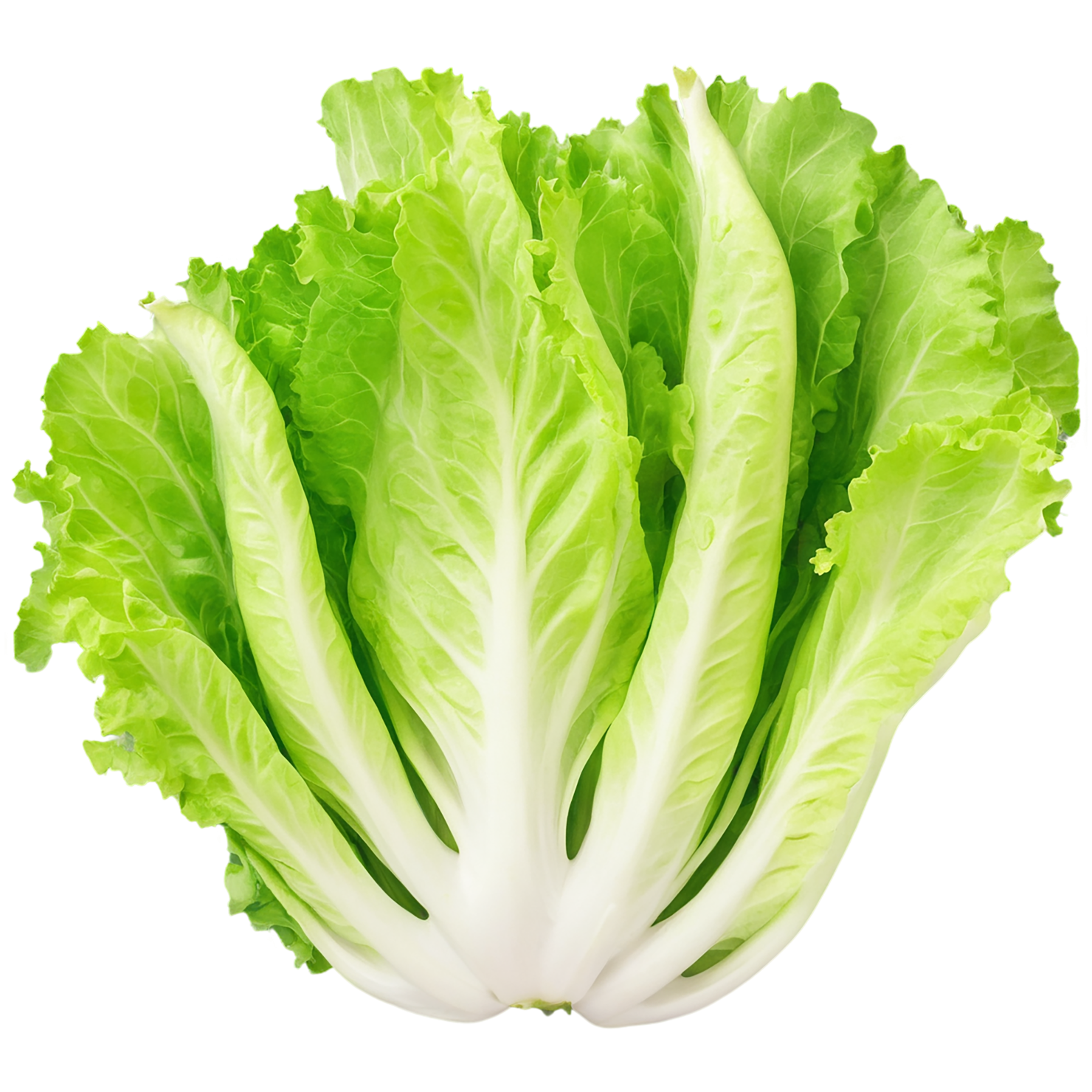 Lettuce vegetables isolated on transparent background #11687