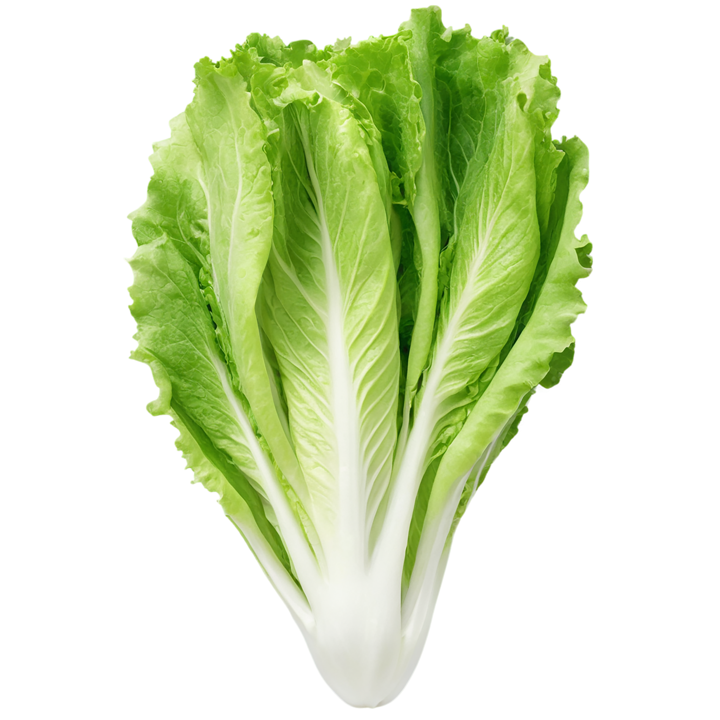 Lettuce vegetables isolated on transparent background #11693
