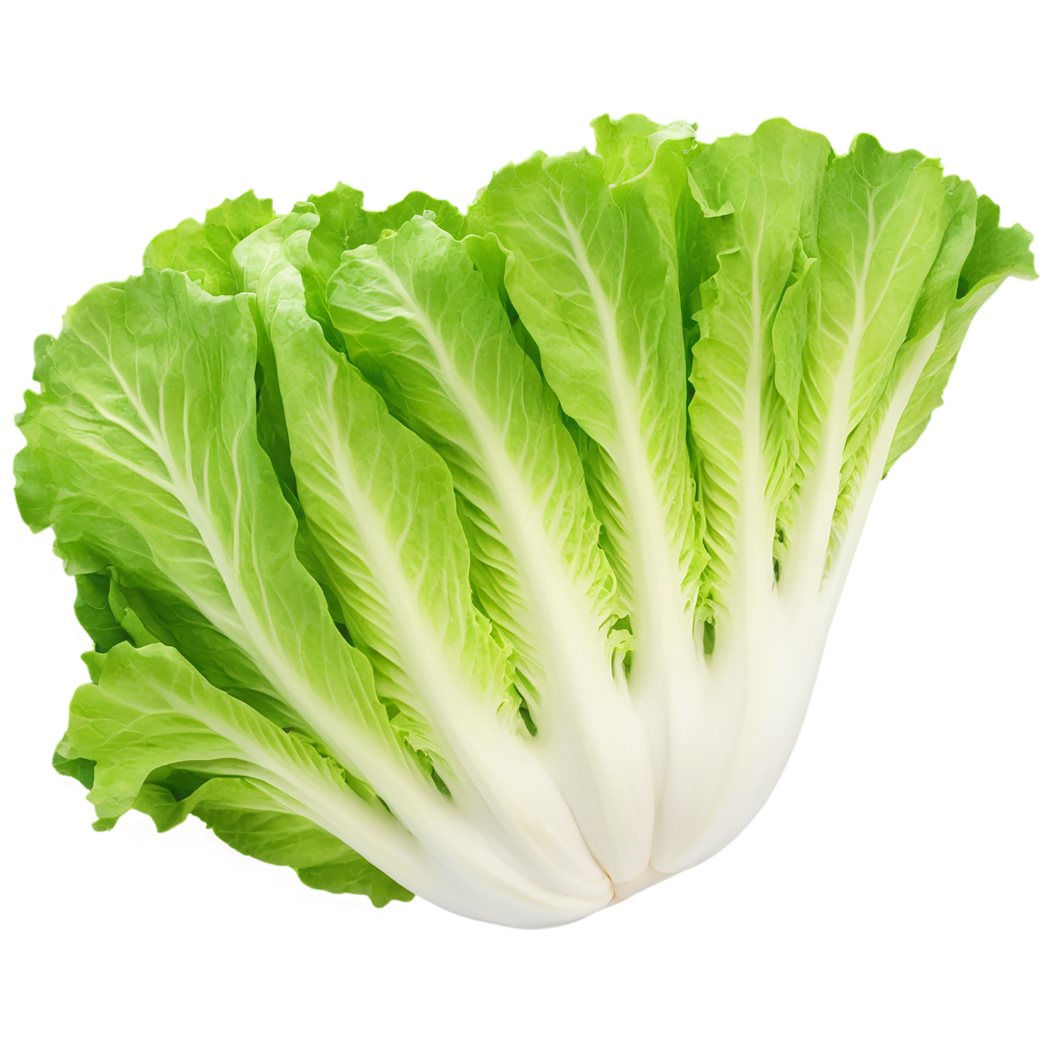 Lettuce vegetables isolated on transparent background #11694