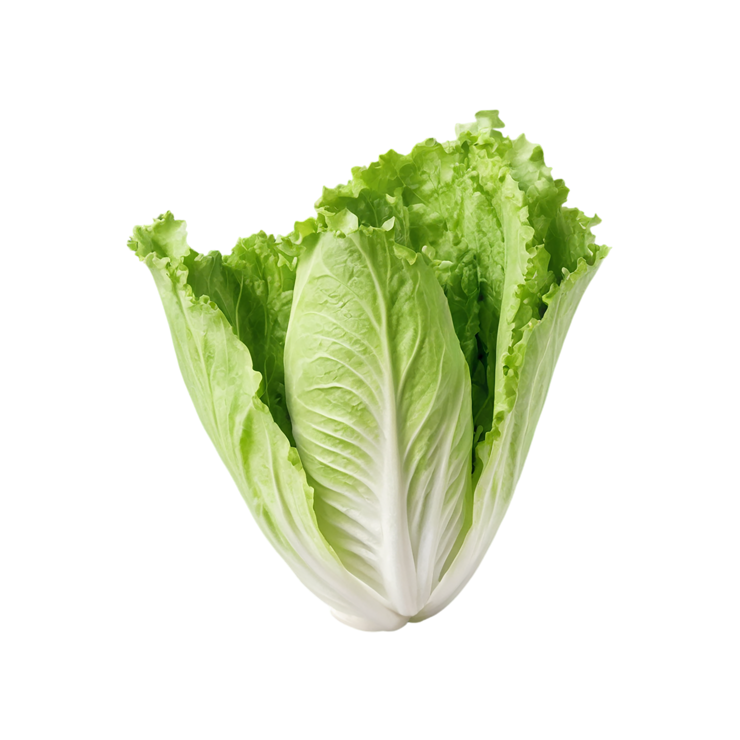 Lettuce vegetables isolated on transparent background #11695