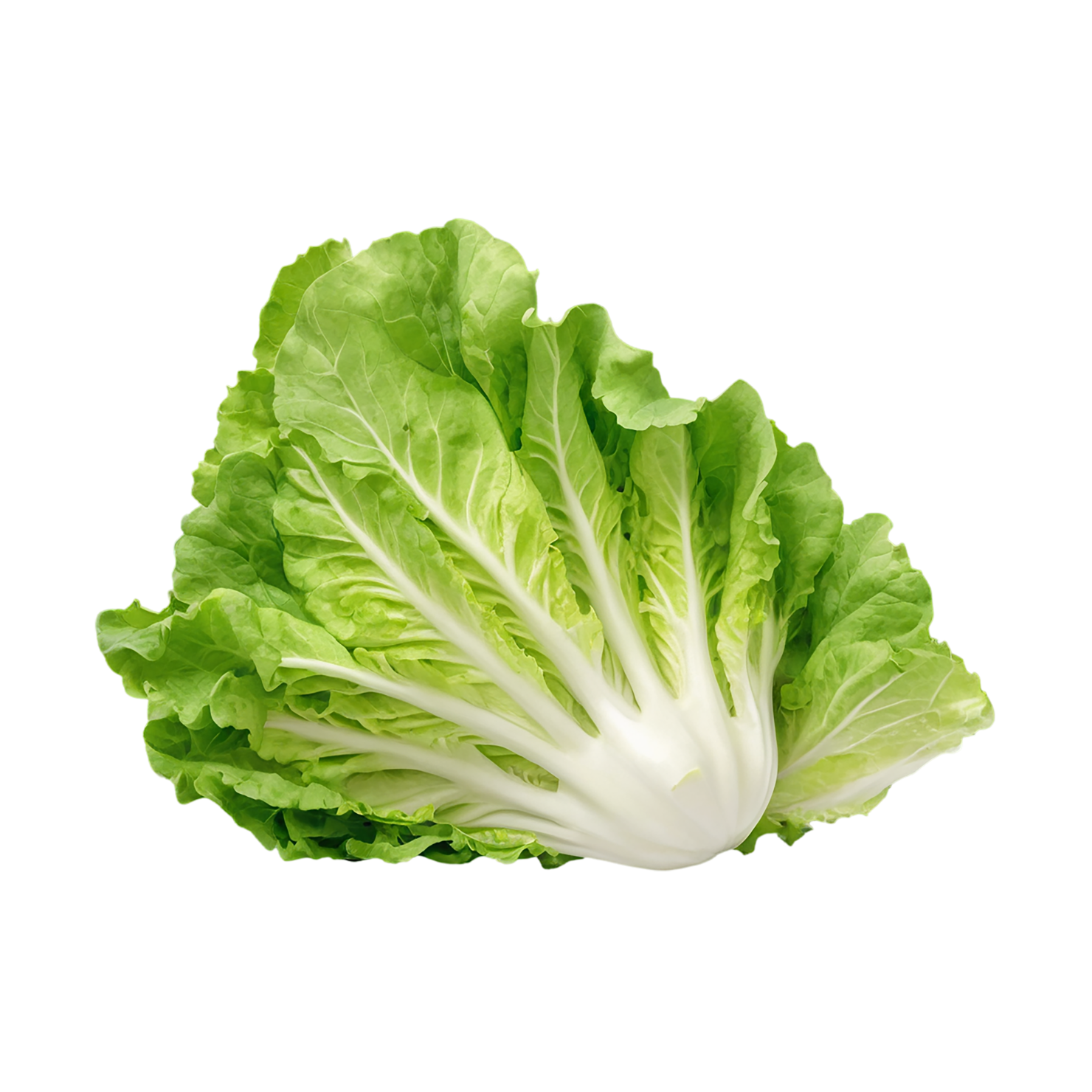 Lettuce vegetables isolated on transparent background #11703