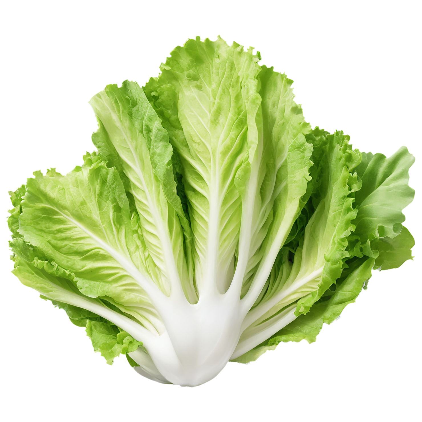 Lettuce vegetables isolated on transparent background #11705