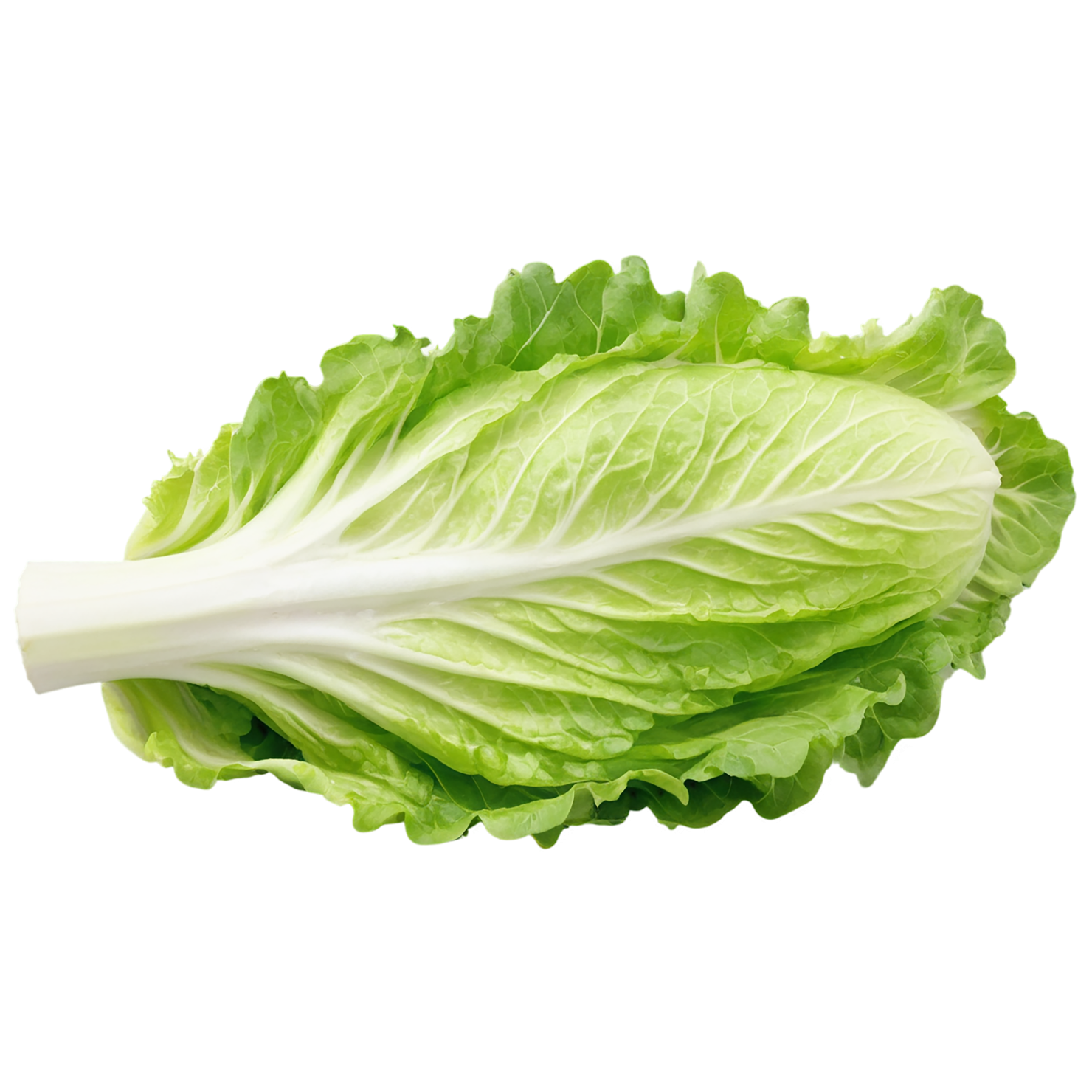 Lettuce vegetables isolated on transparent background #11706