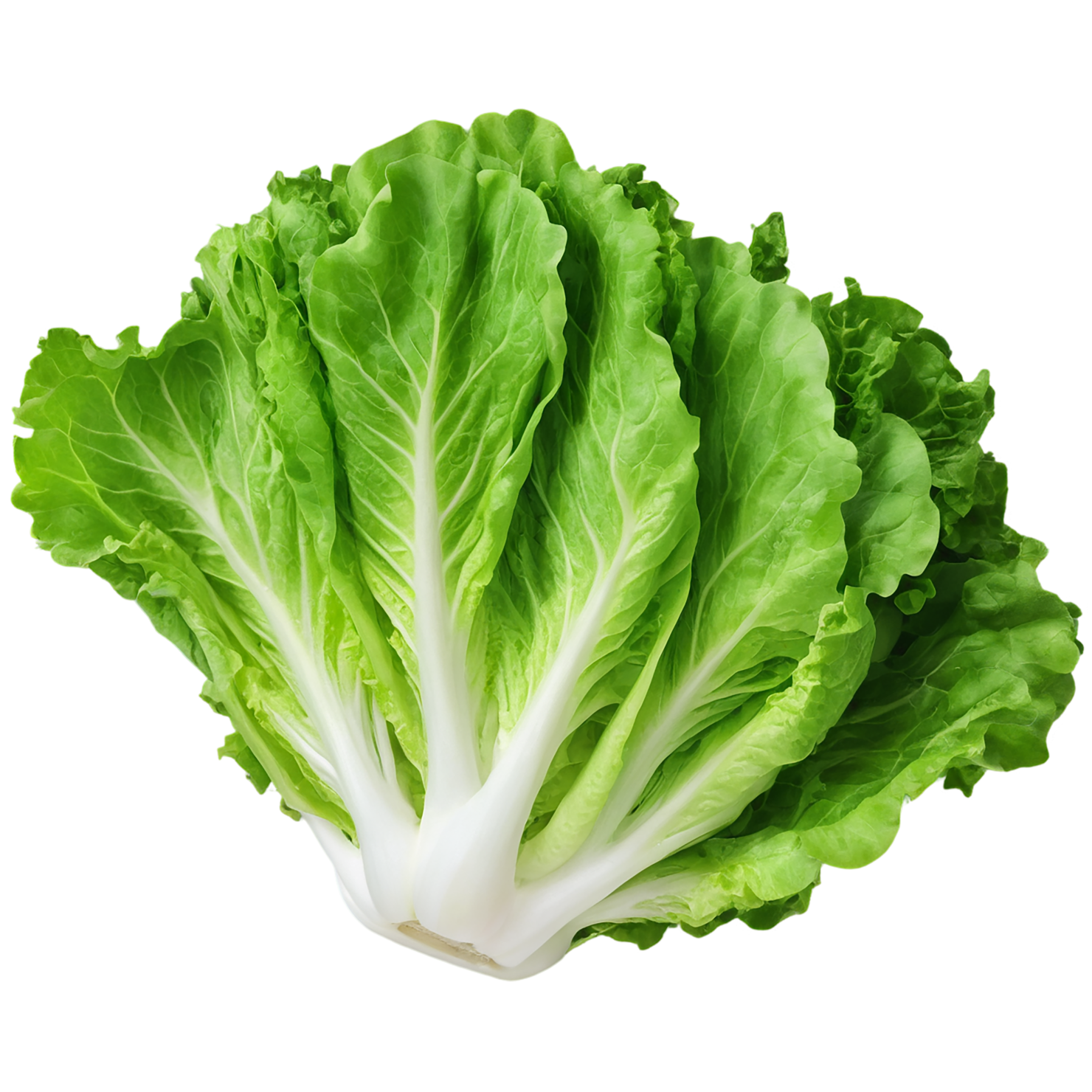 Lettuce vegetables isolated on transparent background #11707