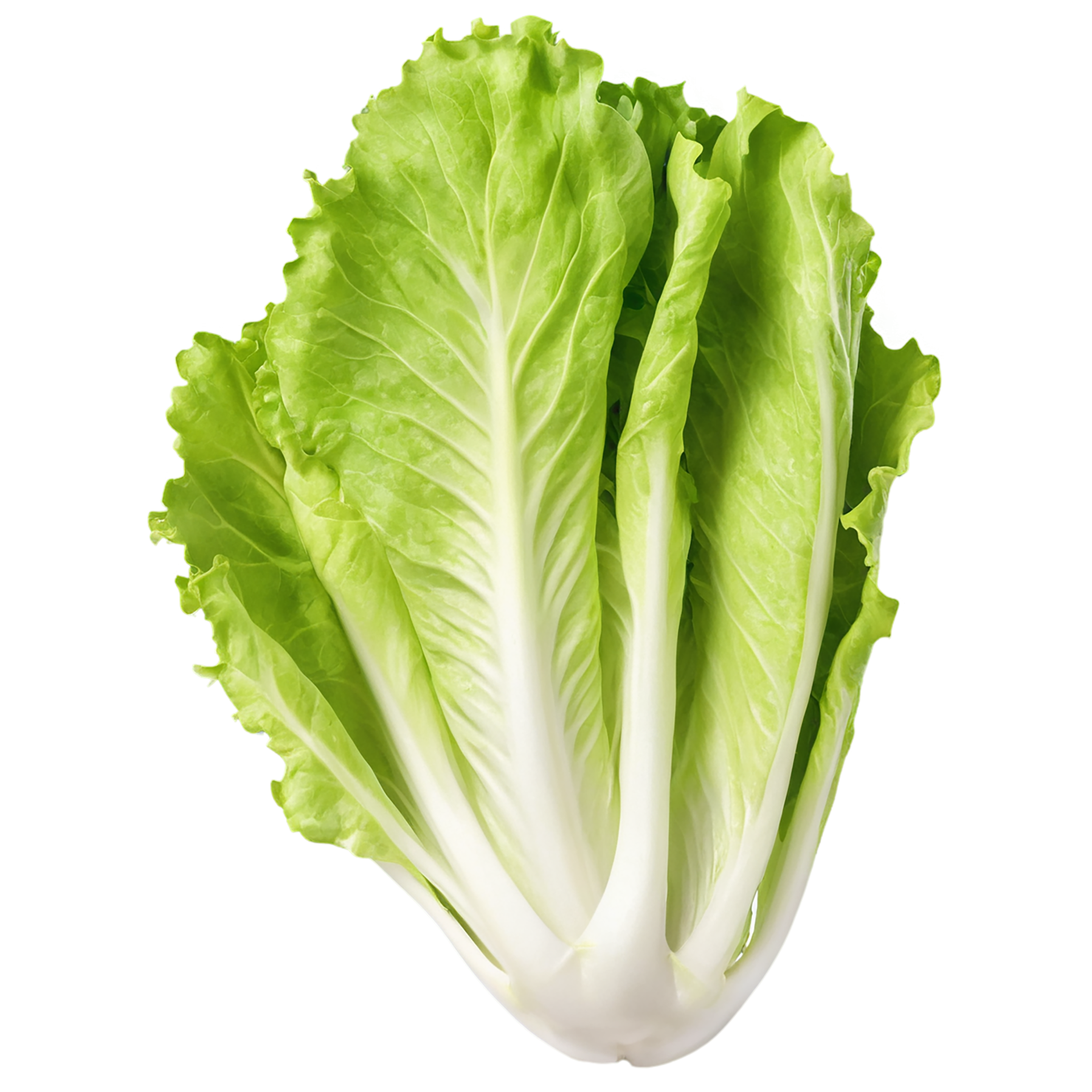 Lettuce vegetables isolated on transparent background #11708