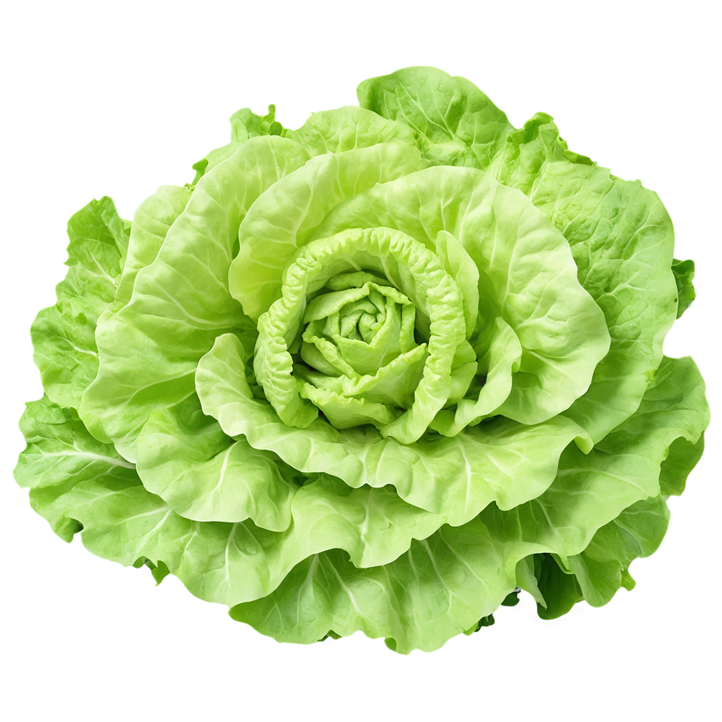 Lettuce vegetables isolated on transparent background #11710