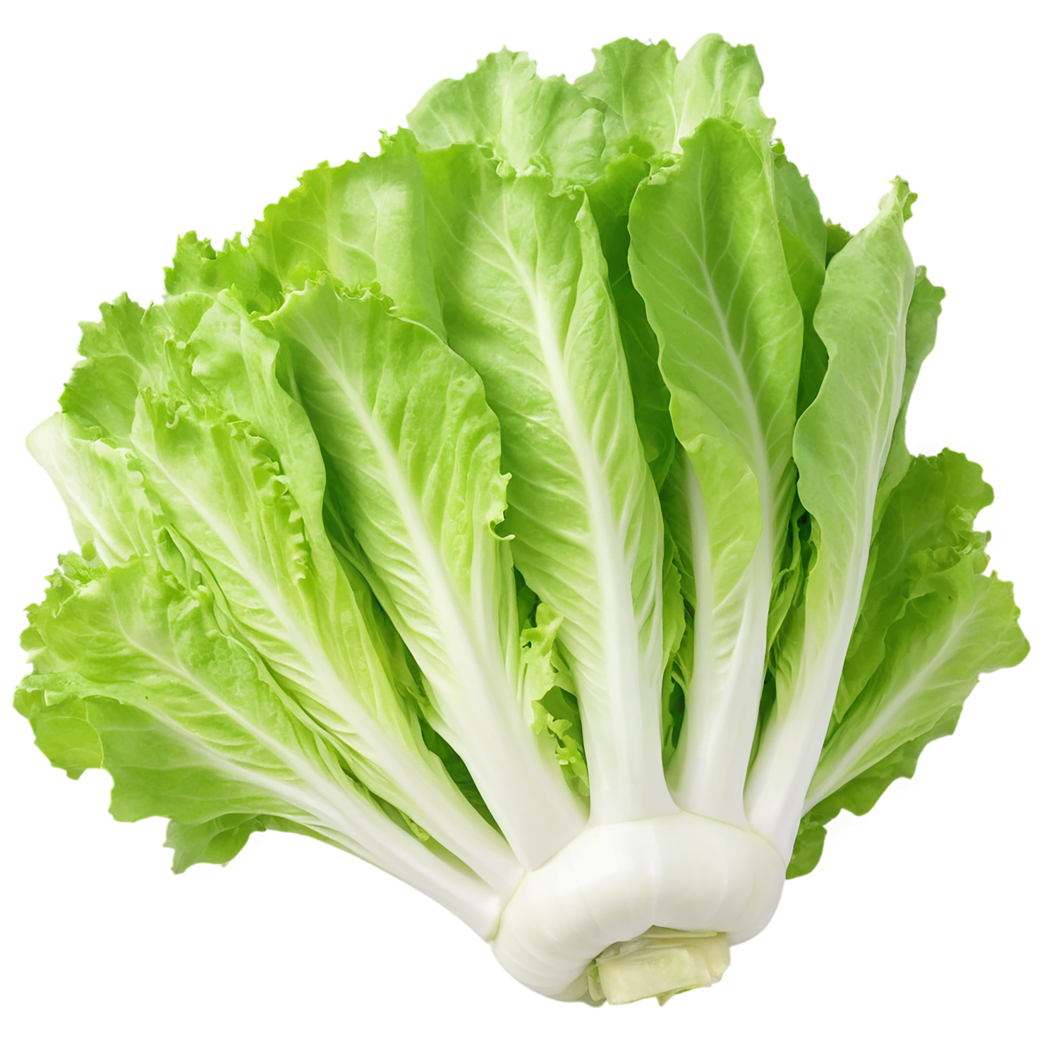 Lettuce vegetables isolated on transparent background #11711