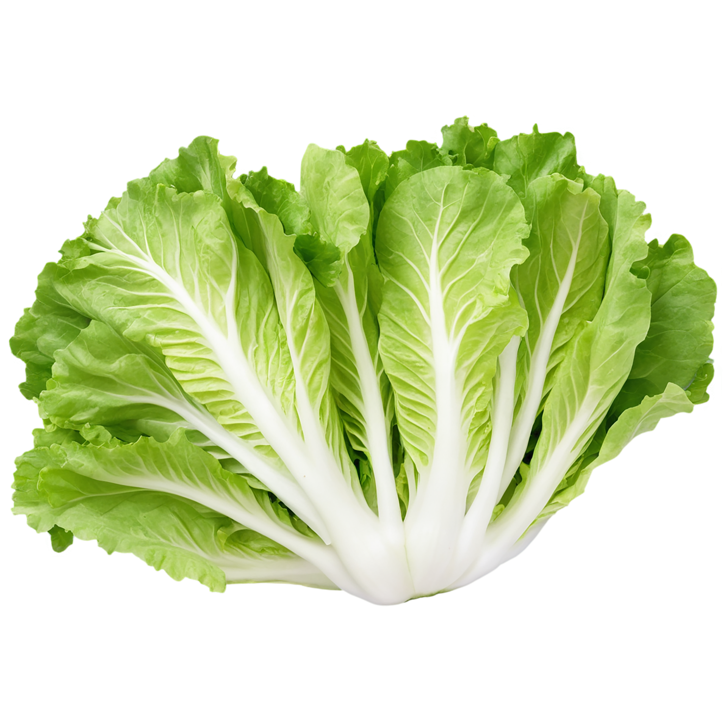 Lettuce vegetables isolated on transparent background #11712