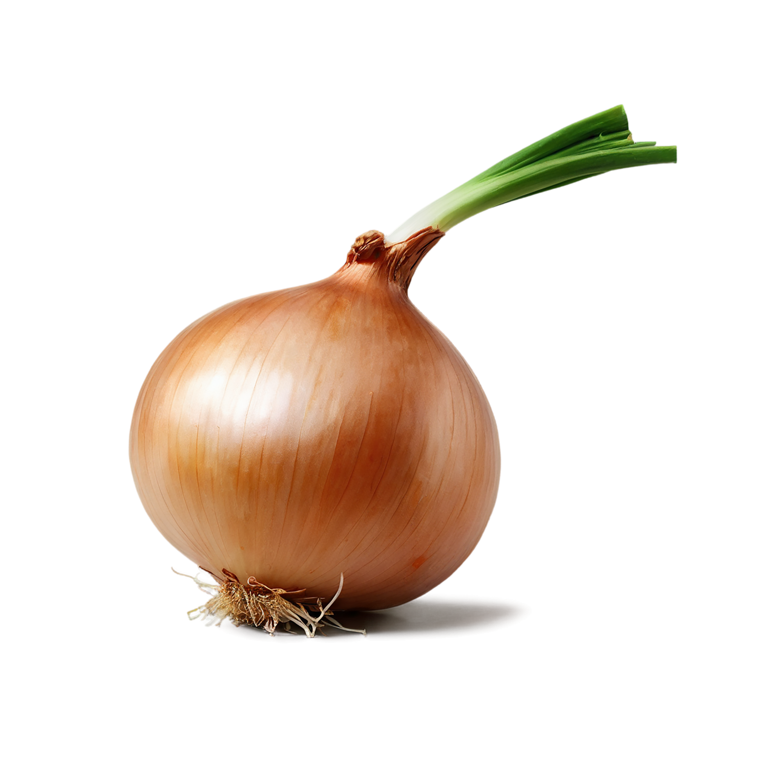 Onion vegetables isolated on transparent background #11717