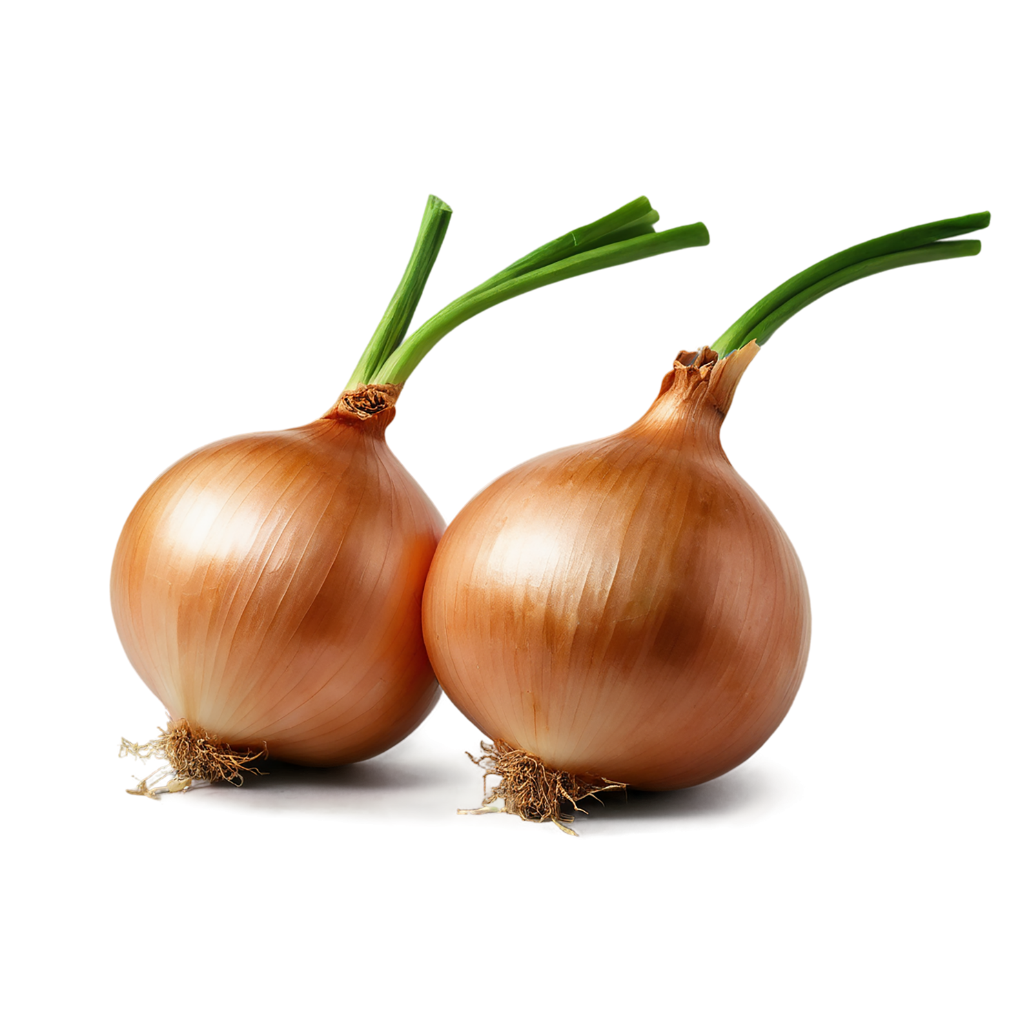 Onion vegetables isolated on transparent background #11723