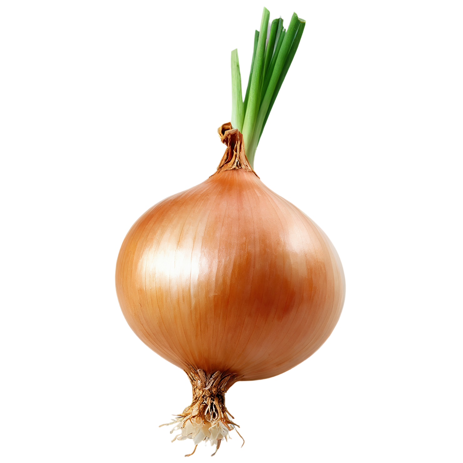 Onion vegetables isolated on transparent background #11727