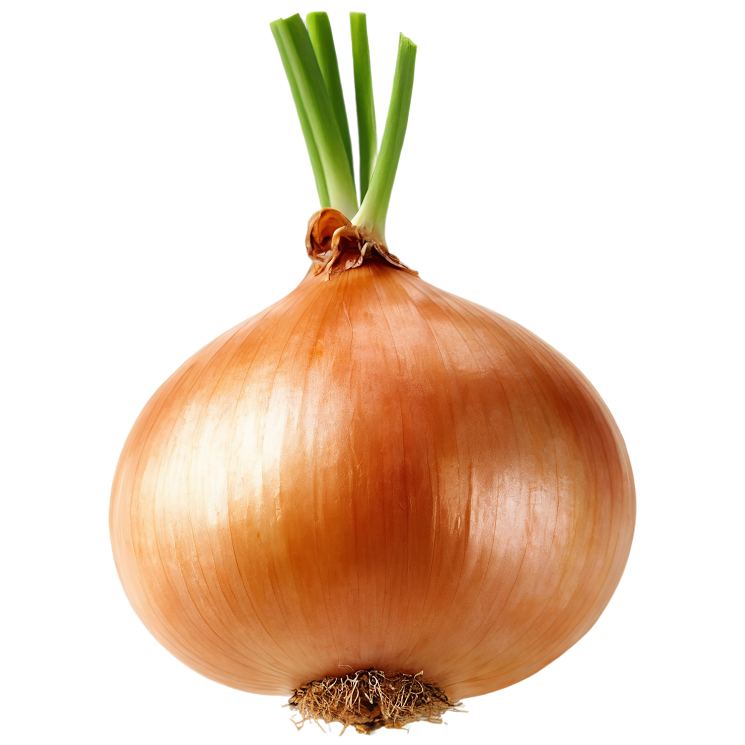 Onion vegetables isolated on transparent background #11731