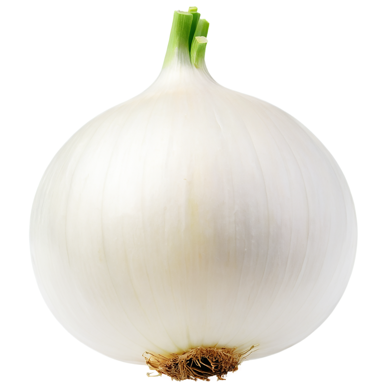 Onion vegetables isolated on transparent background #11732
