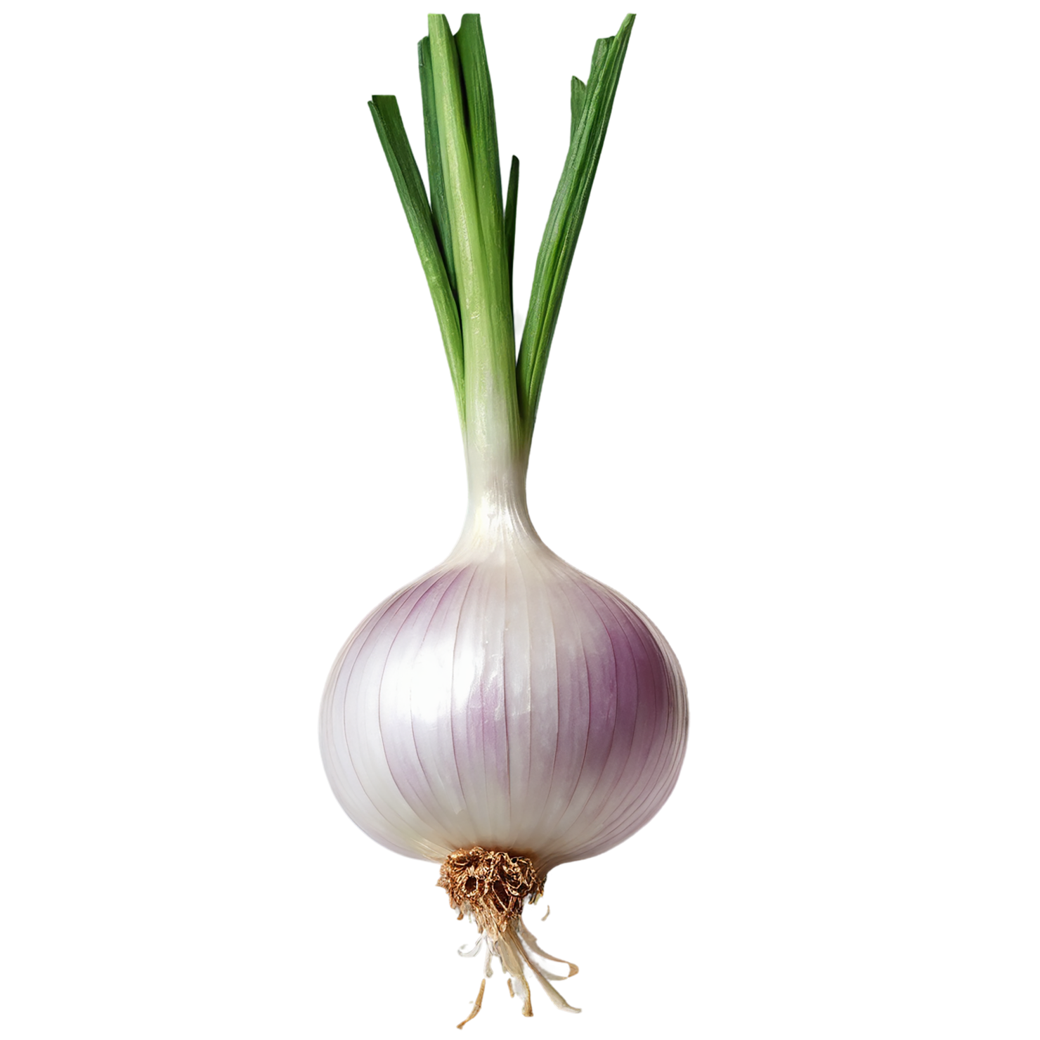 Onion vegetables isolated on transparent background #11734