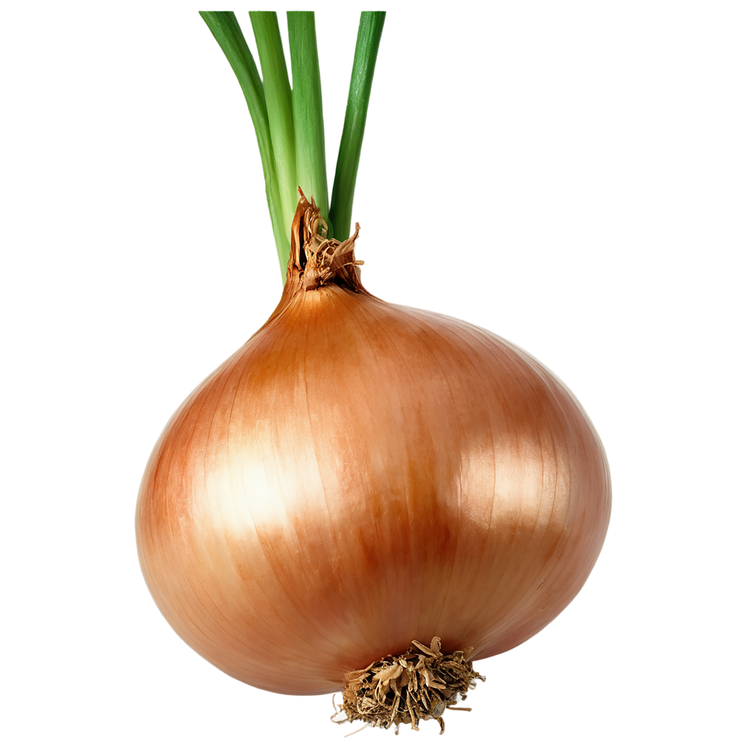 Onion vegetables isolated on transparent background #11737