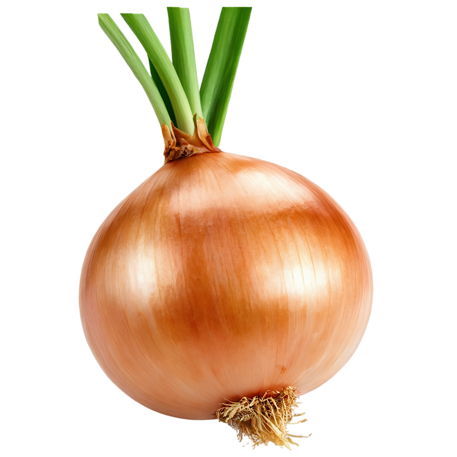 Onion vegetables isolated on transparent background #11742