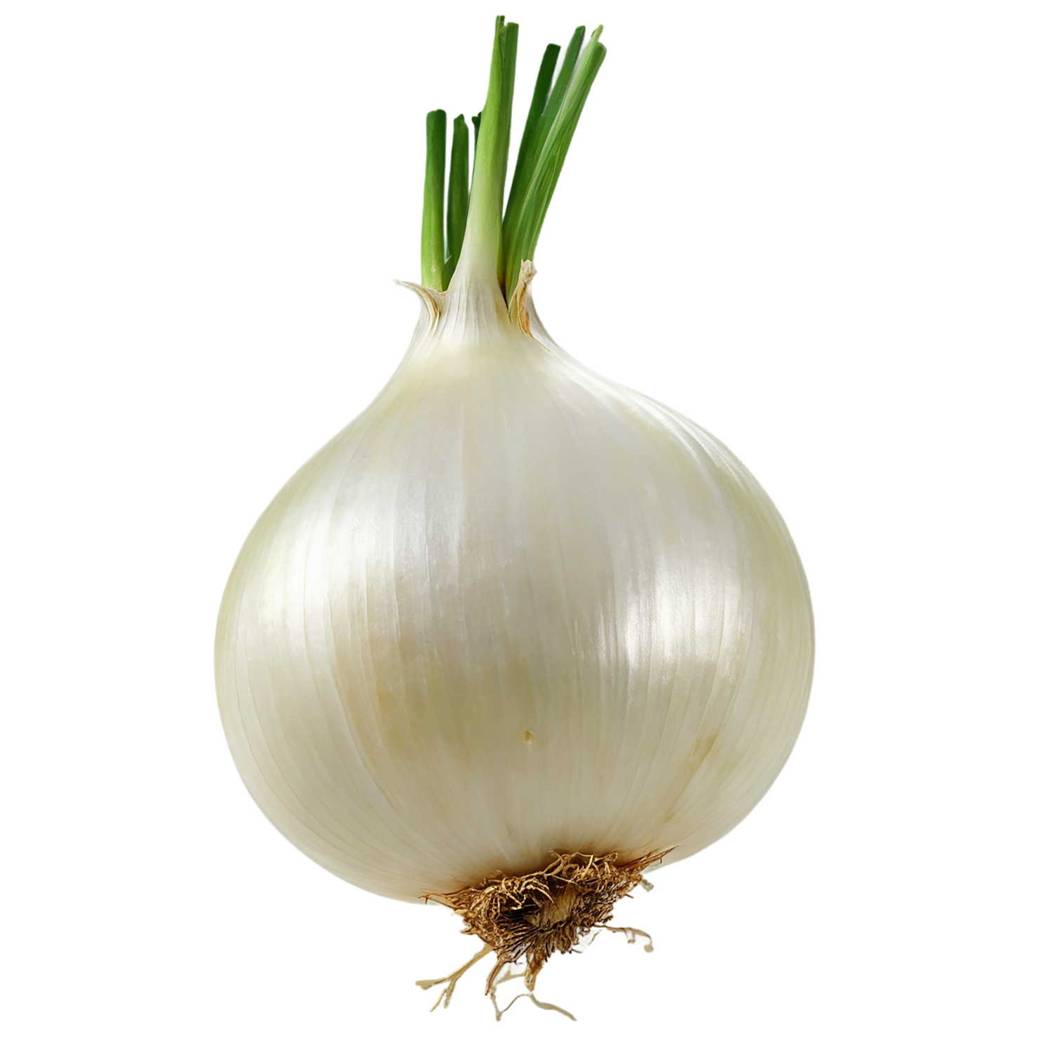 Onion vegetables isolated on transparent background #11756
