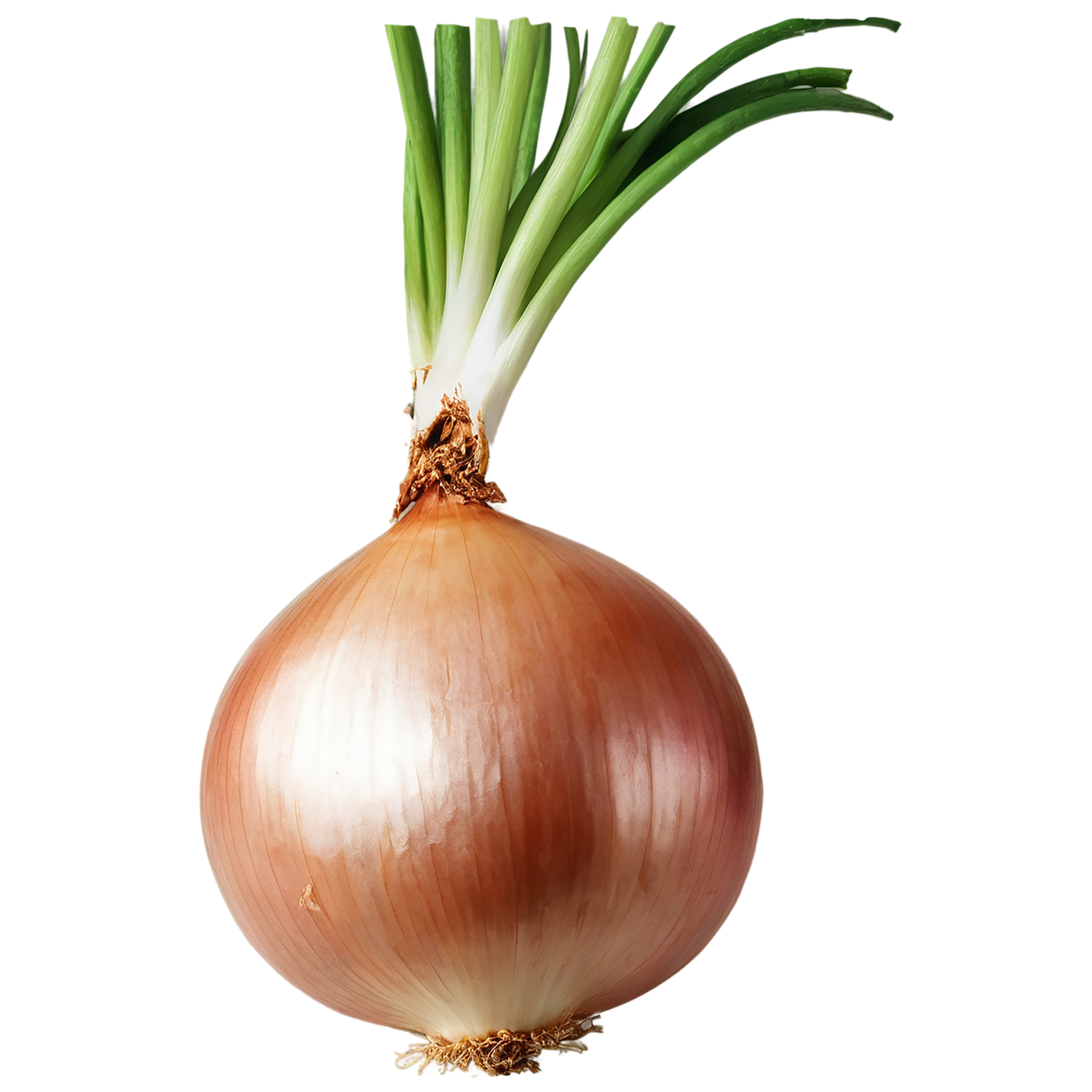 Onion vegetables isolated on transparent background #11765
