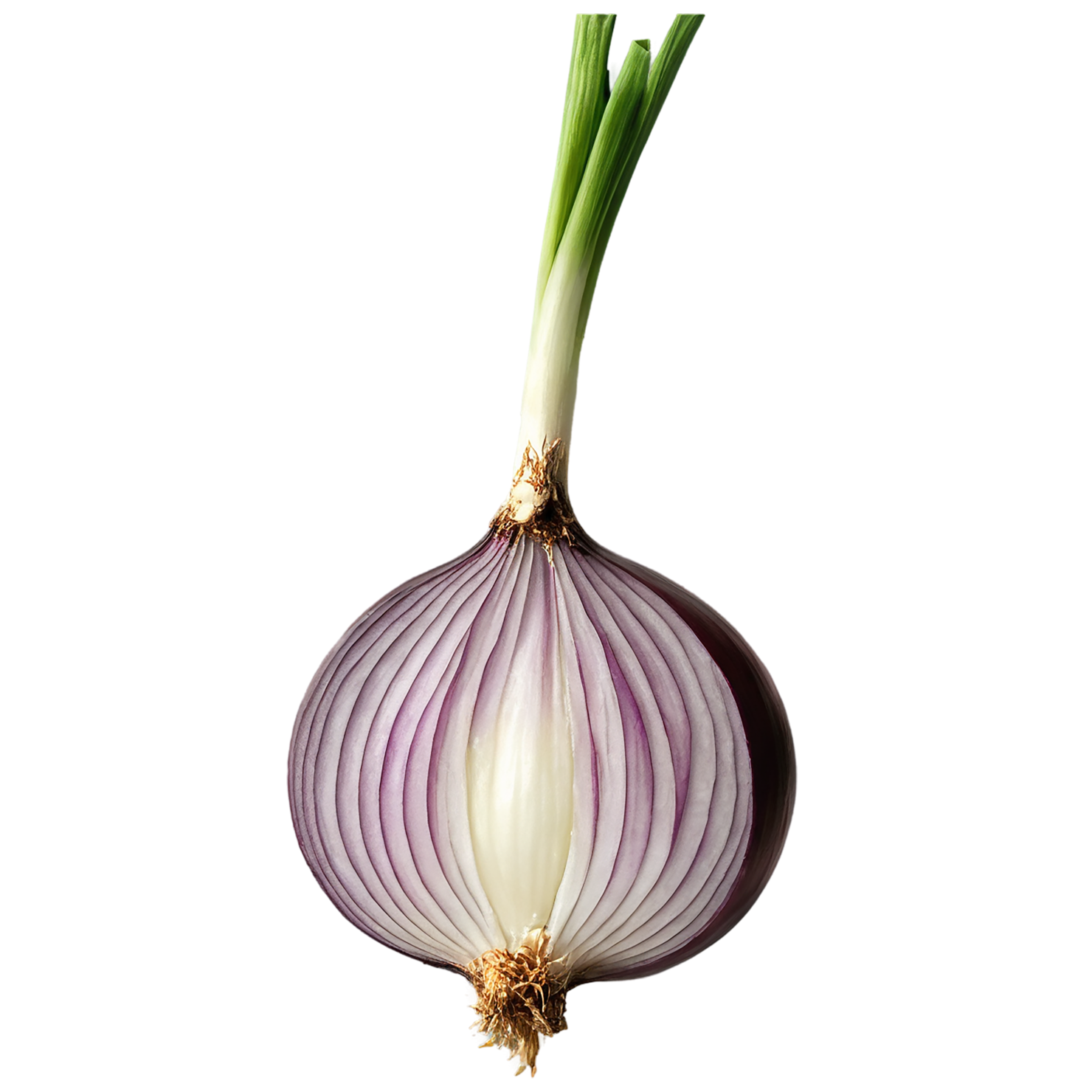 Onion vegetables isolated on transparent background #11766