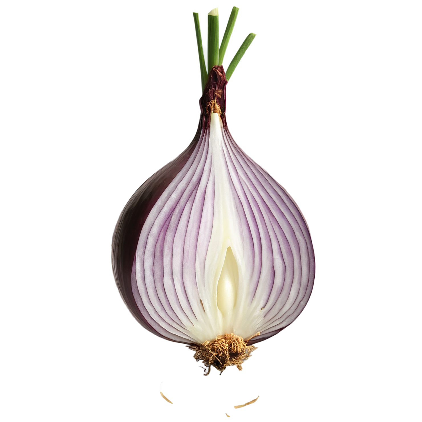 Onion vegetables isolated on transparent background #11767