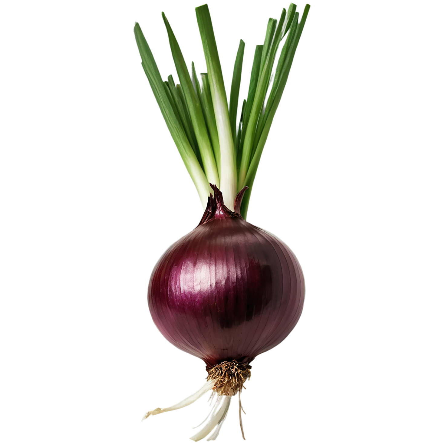 Onion vegetables isolated on transparent background #11769