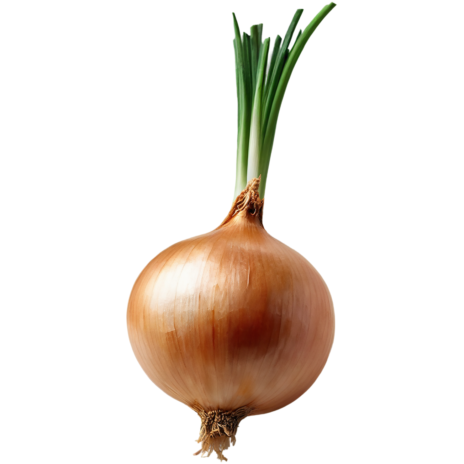 Onion vegetables isolated on transparent background #11770