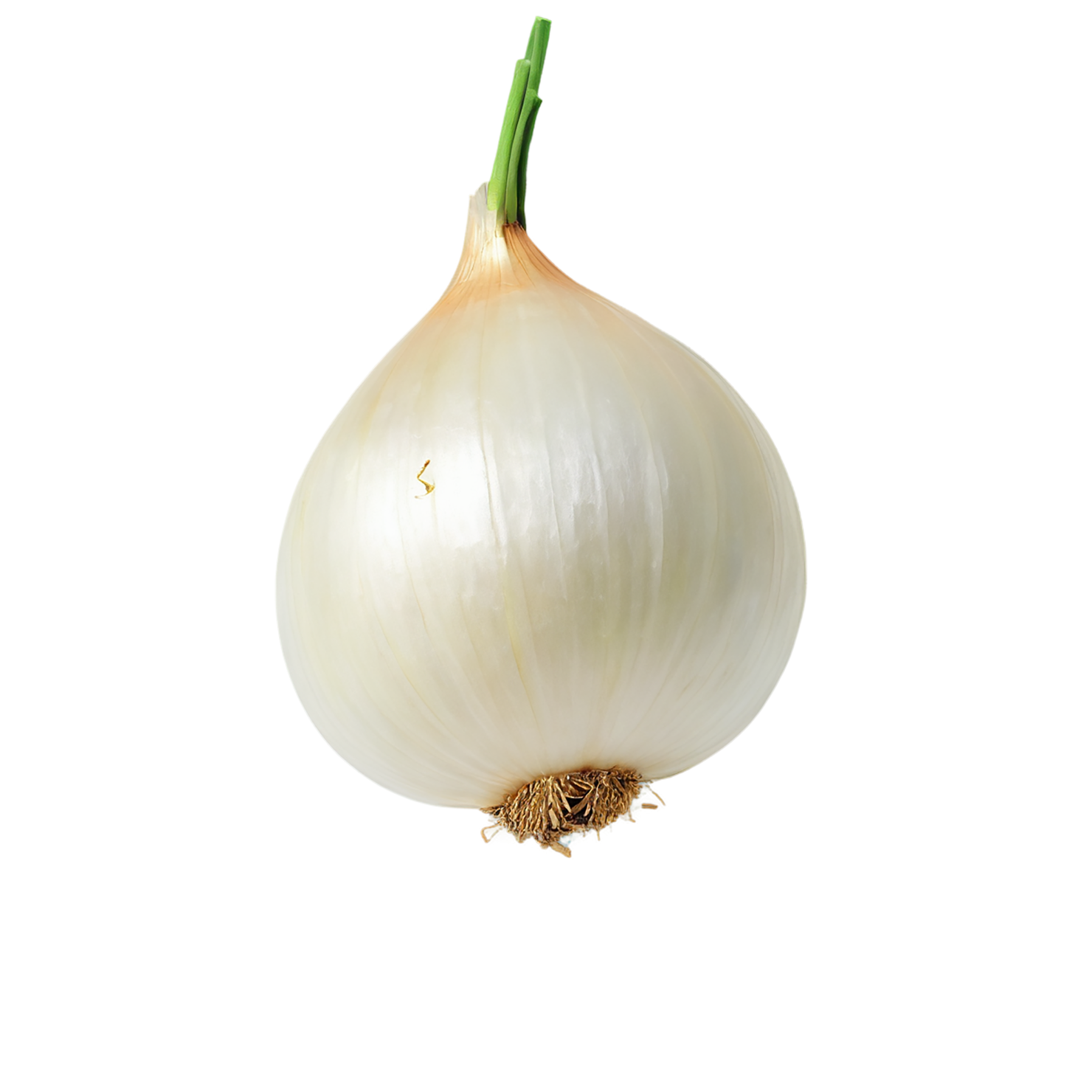 Onion vegetables isolated on transparent background #11771