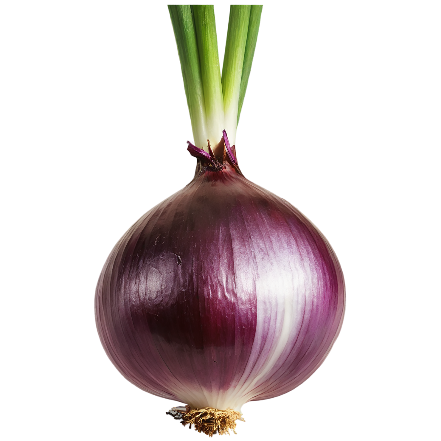 Onion vegetables isolated on transparent background #11777