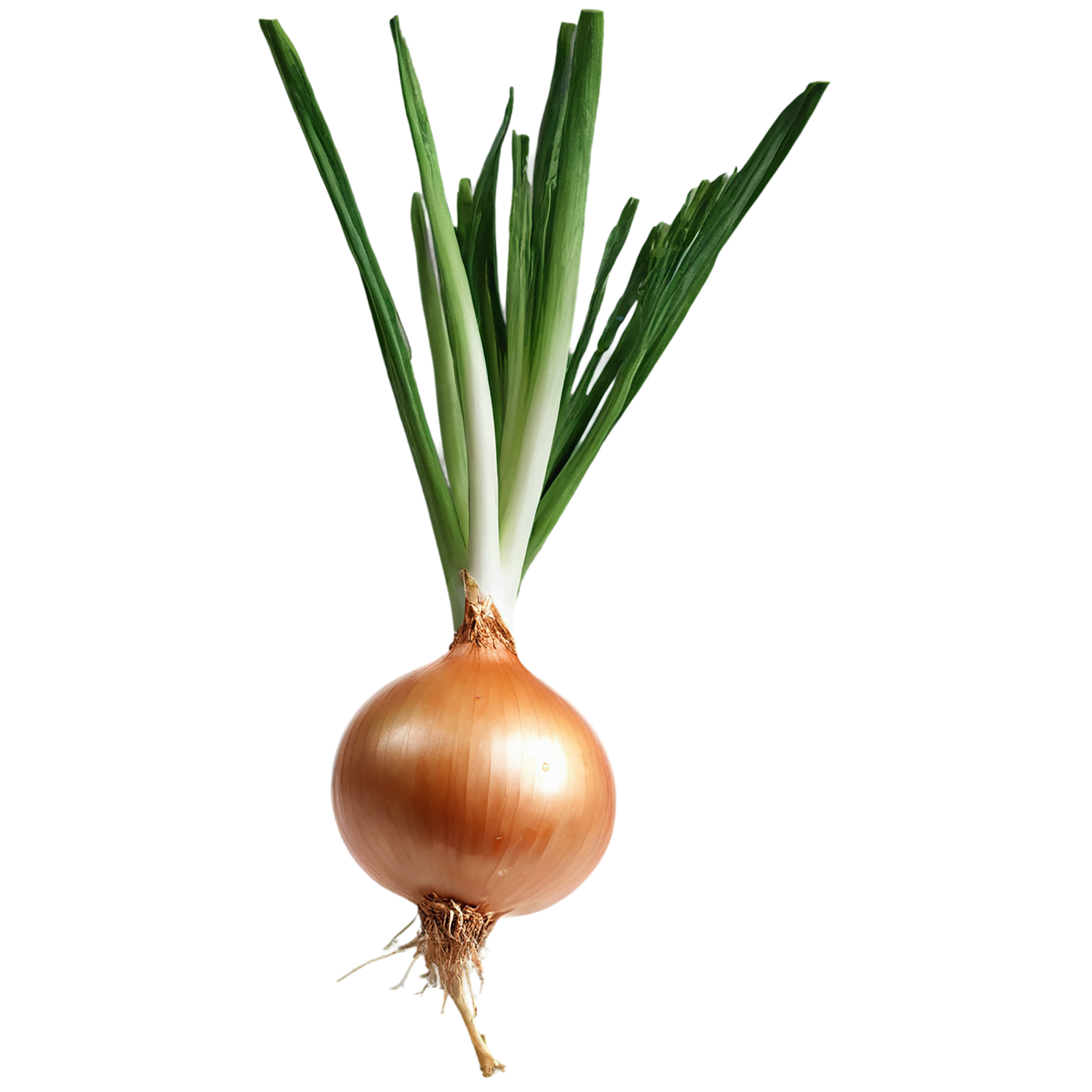Onion vegetables isolated on transparent background #11781