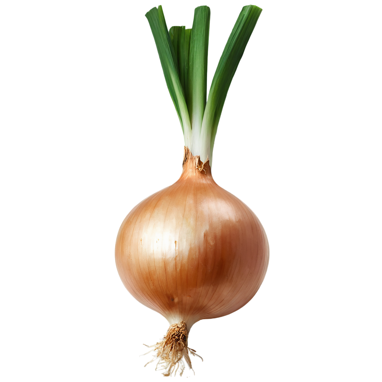 Onion vegetables isolated on transparent background #11786